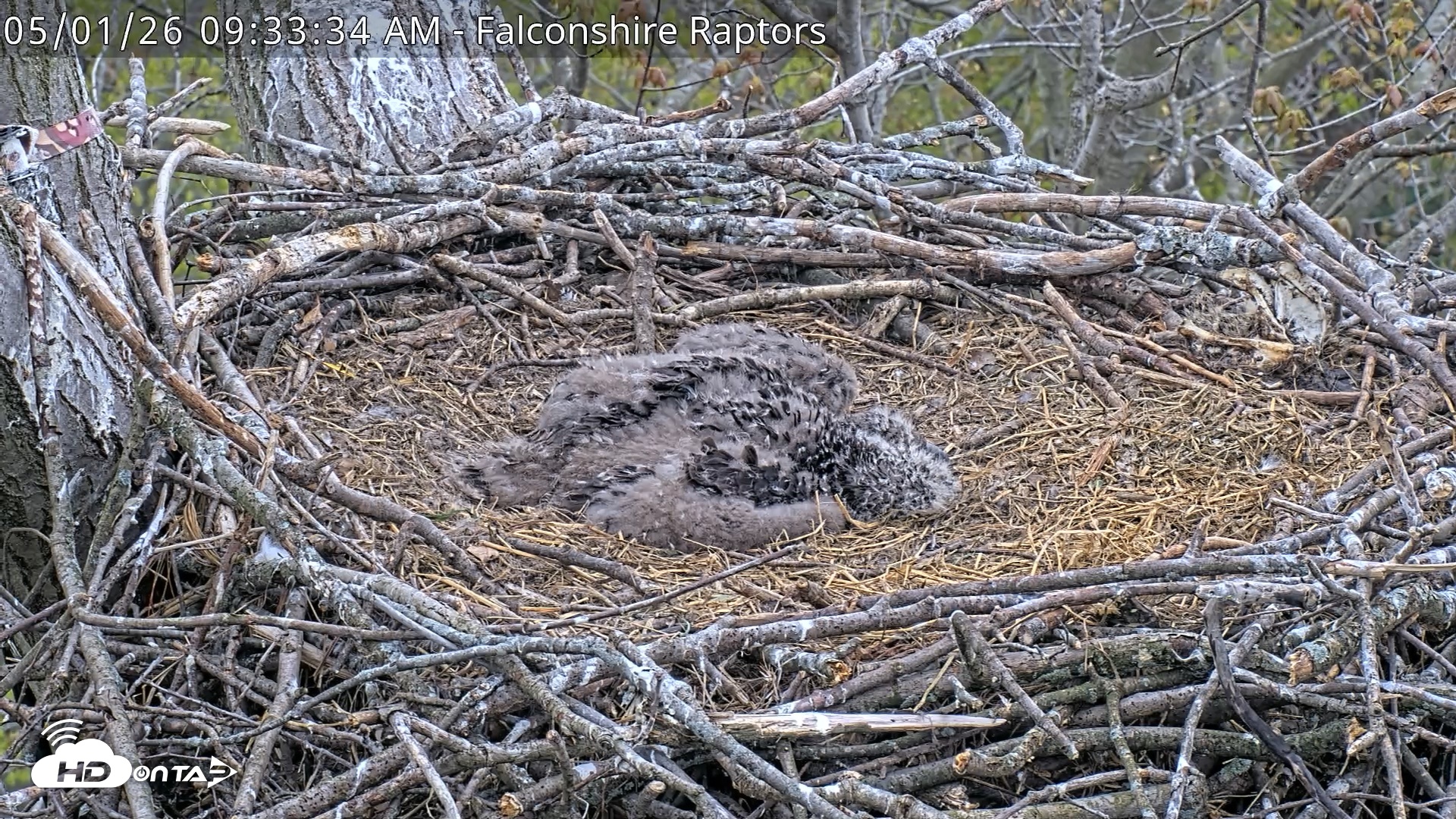 Snapshot of West Michigan Eagles Nest Live Cam taken May 1, 2026, 9:34am EDT
