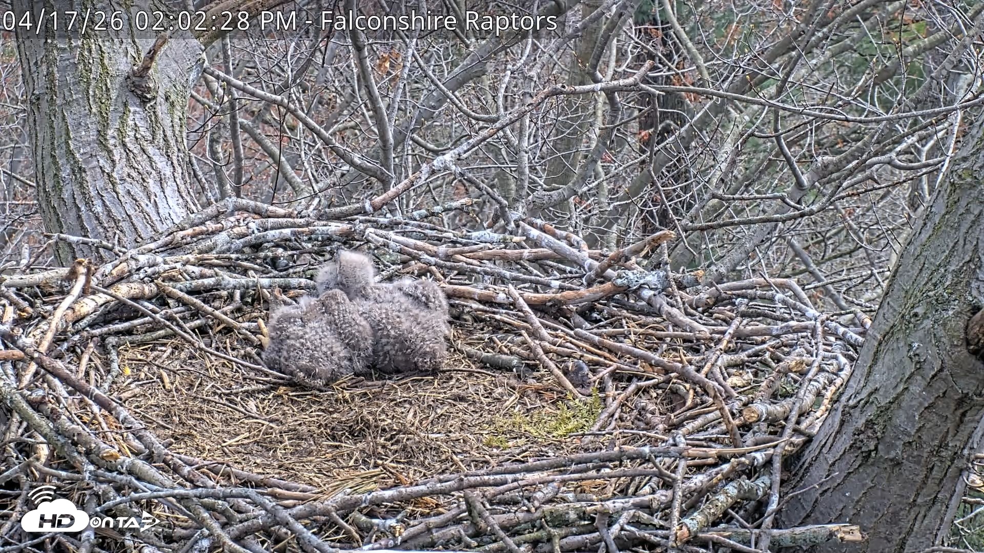 Snapshot of West Michigan Eagles Nest Live Cam taken Apr 17, 2026, 2:04pm EDT