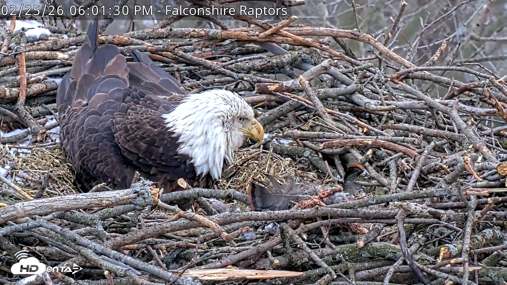 Snapshot of West Michigan Eagles Nest Live Cam taken Feb 25, 2026, 6:02pm EST