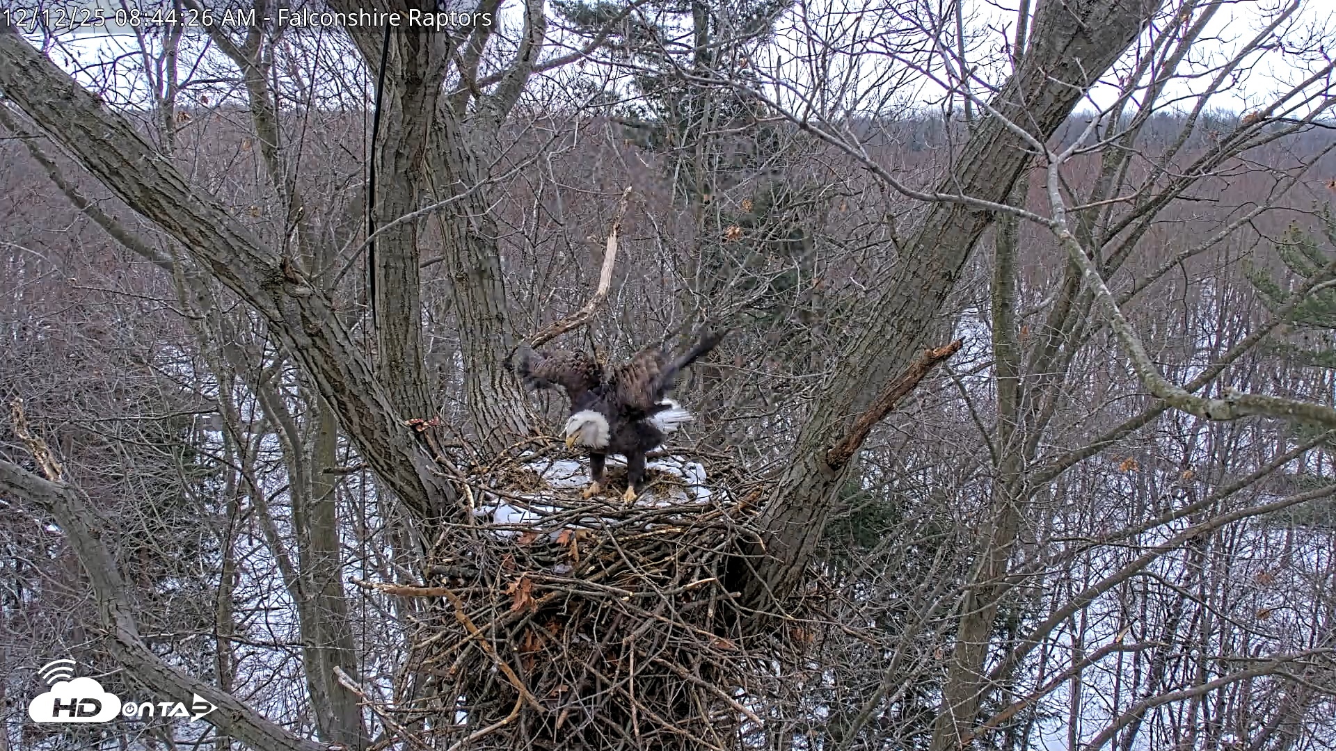 Snapshot of West Michigan Eagles Nest Live Cam taken Dec 12, 2025, 8:45am EST