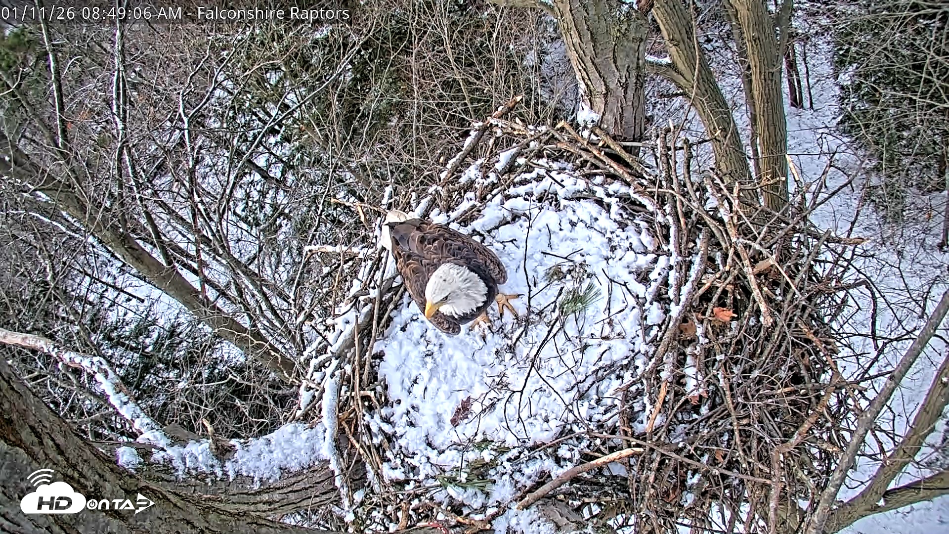 Snapshot of West Michigan Eagles Nest Live Cam taken Jan 11, 2026, 8:51am EST