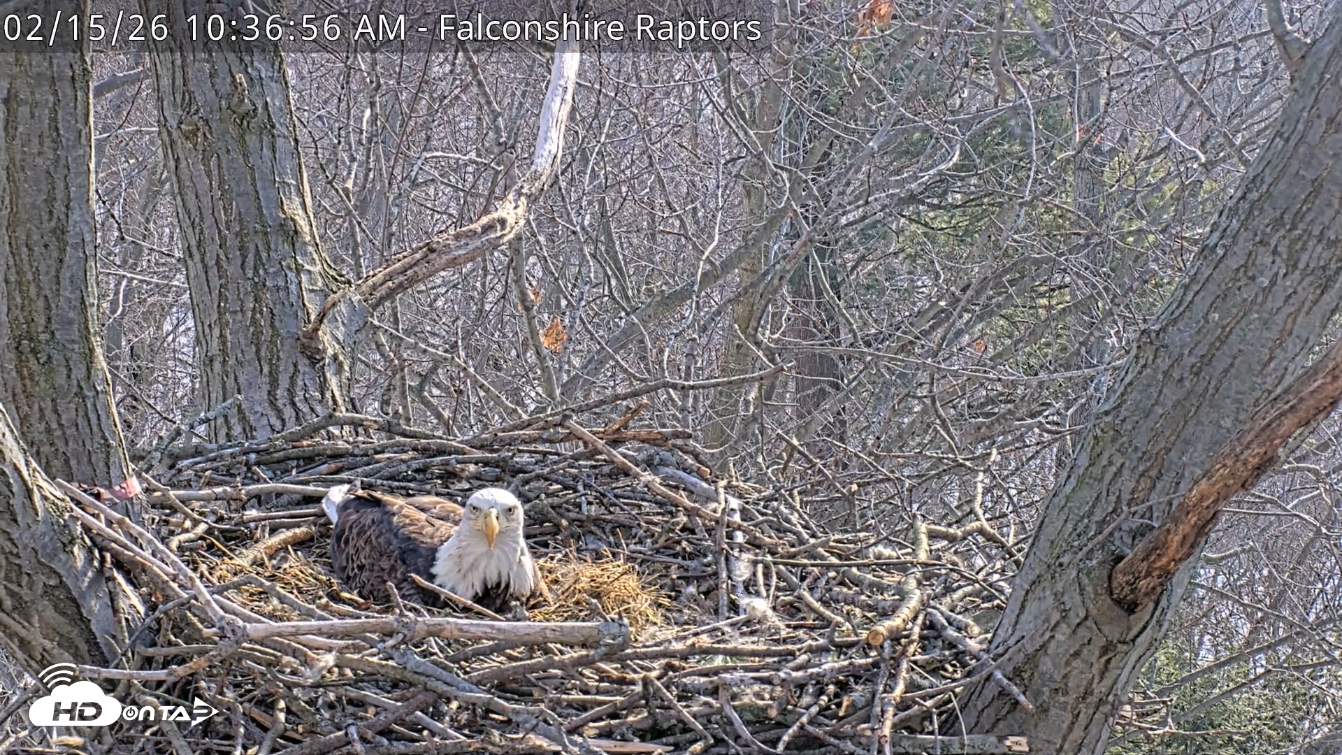 Snapshot of West Michigan Eagles Nest Live Cam taken Feb 15, 2026, 10:37am EST