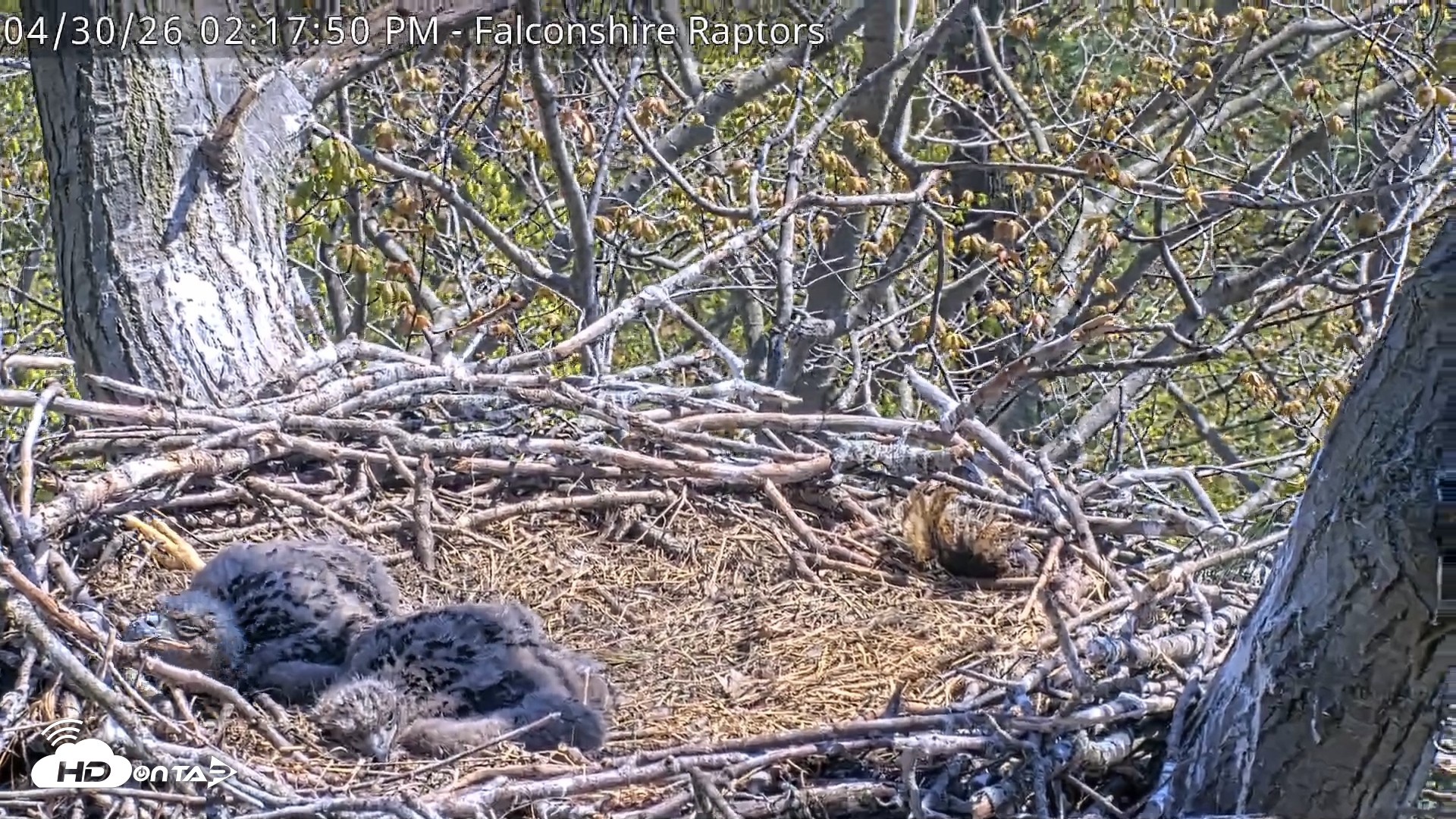 Snapshot of West Michigan Eagles Nest Live Cam taken Apr 30, 2026, 2:18pm EDT