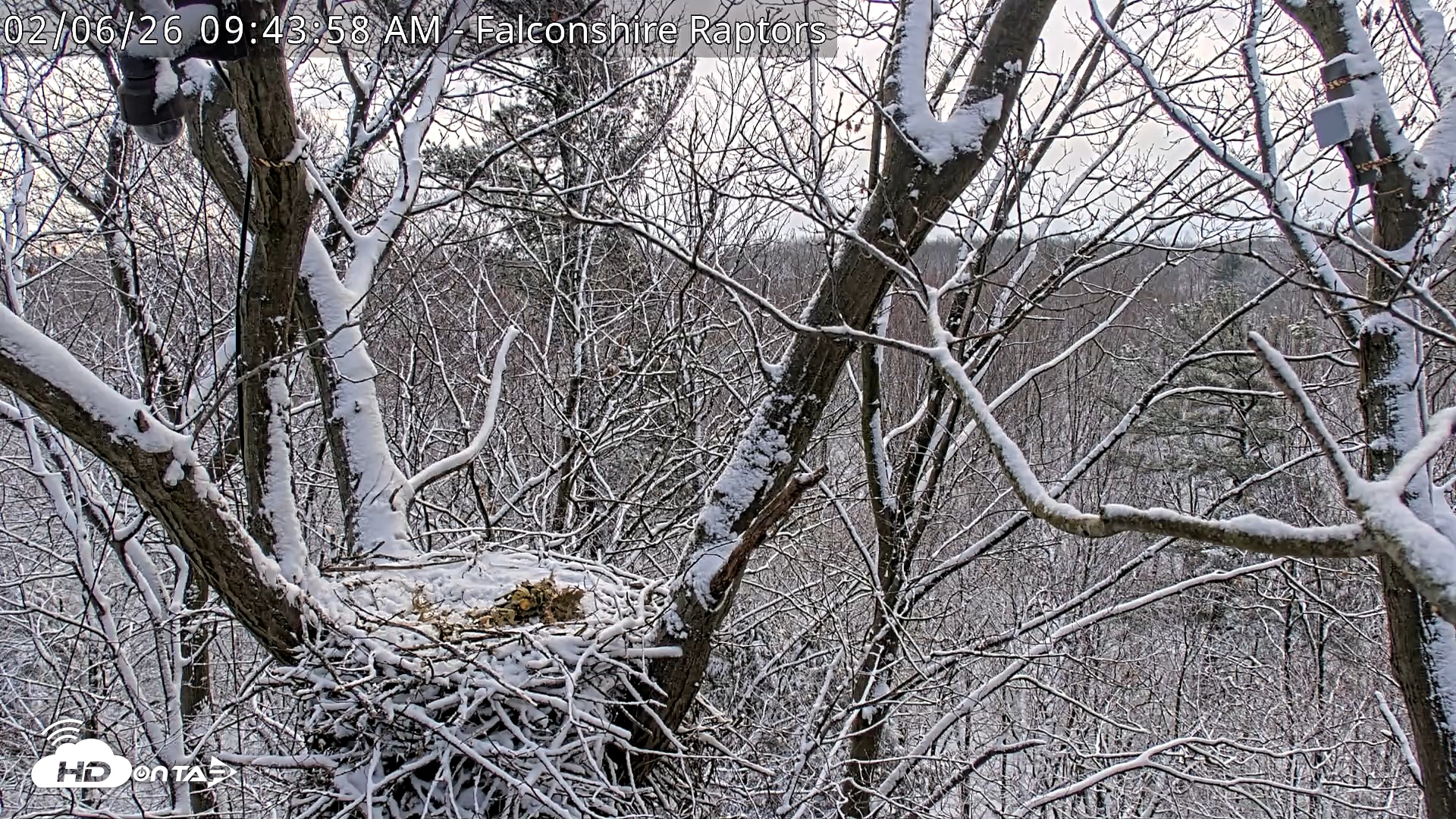 Snapshot of West Michigan Eagles Nest Live Cam taken Feb 6, 2026, 9:44am EST