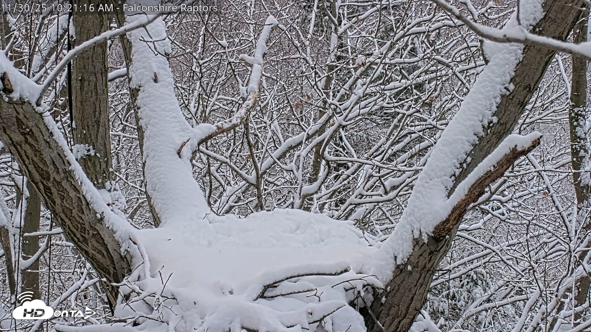 Snapshot of West Michigan Eagles Nest Live Cam taken Nov 30, 2025, 10:13am EST