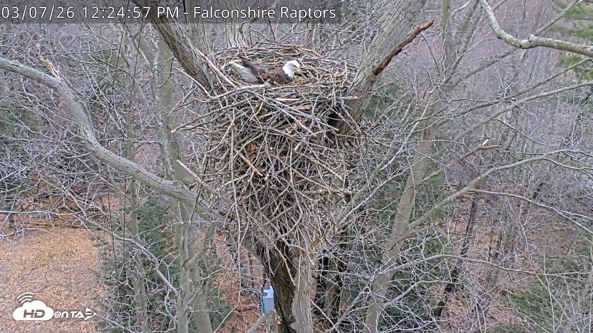 Snapshot of West Michigan Eagles Nest Live Cam taken Mar 7, 2026, 12:25pm EST