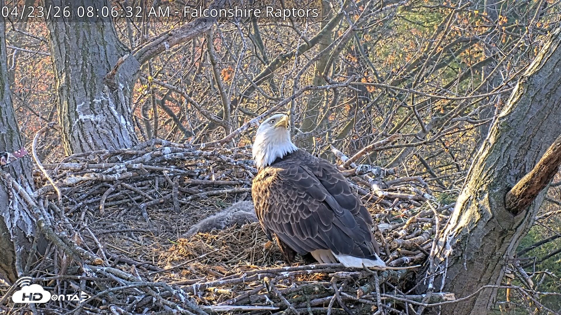 Snapshot of West Michigan Eagles Nest Live Cam taken Apr 23, 2026, 8:07am EDT