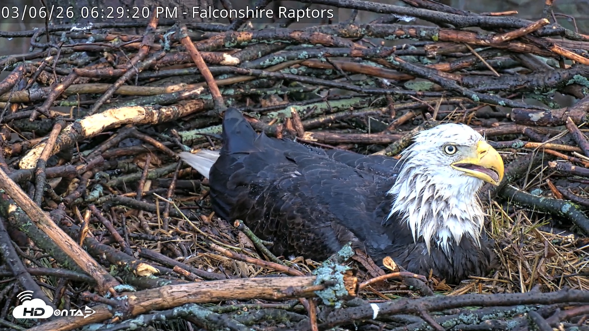 Snapshot of West Michigan Eagles Nest Live Cam taken Mar 6, 2026, 6:30pm EST
