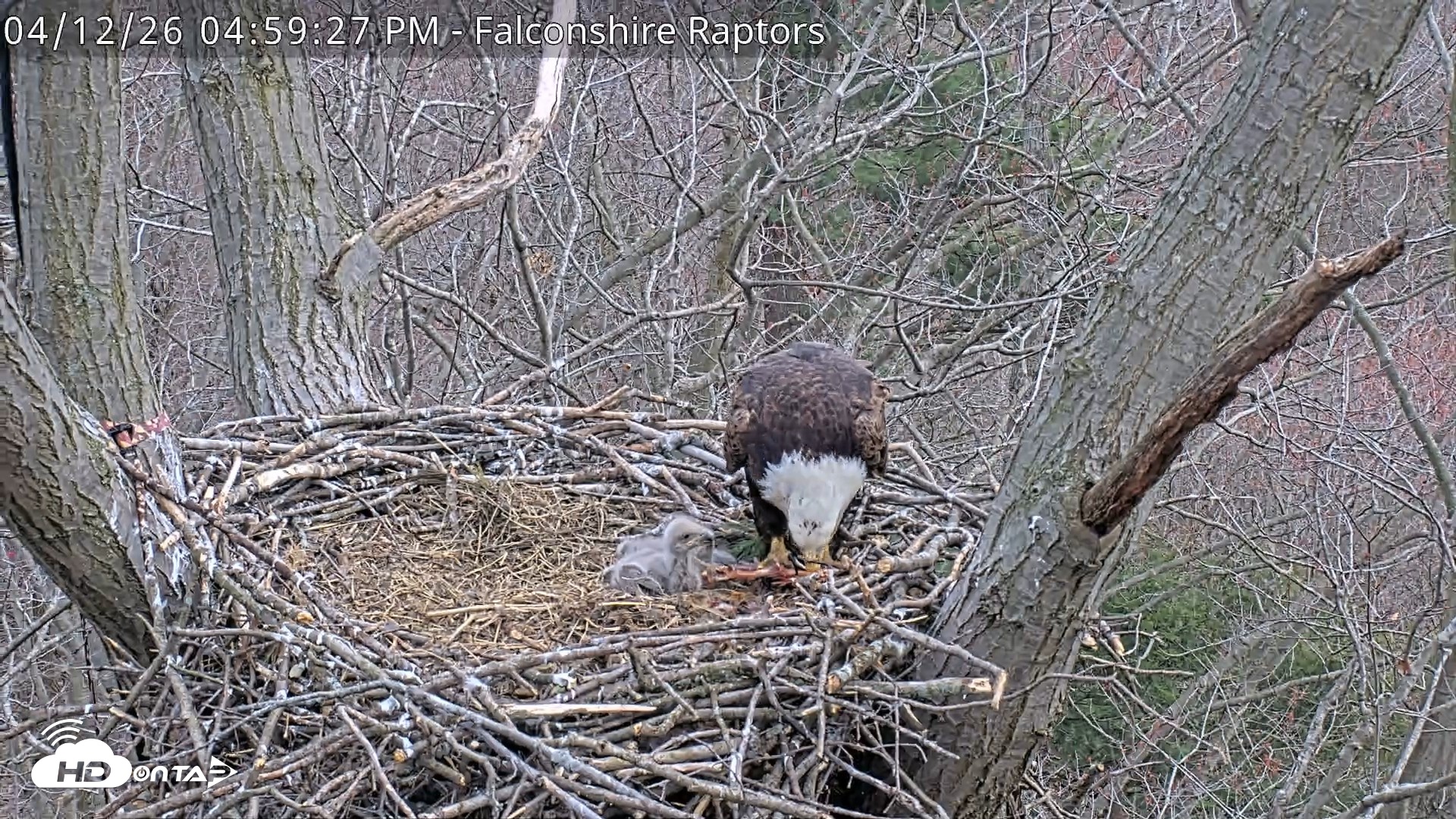 Snapshot of West Michigan Eagles Nest Live Cam taken Apr 12, 2026, 5:00pm EDT
