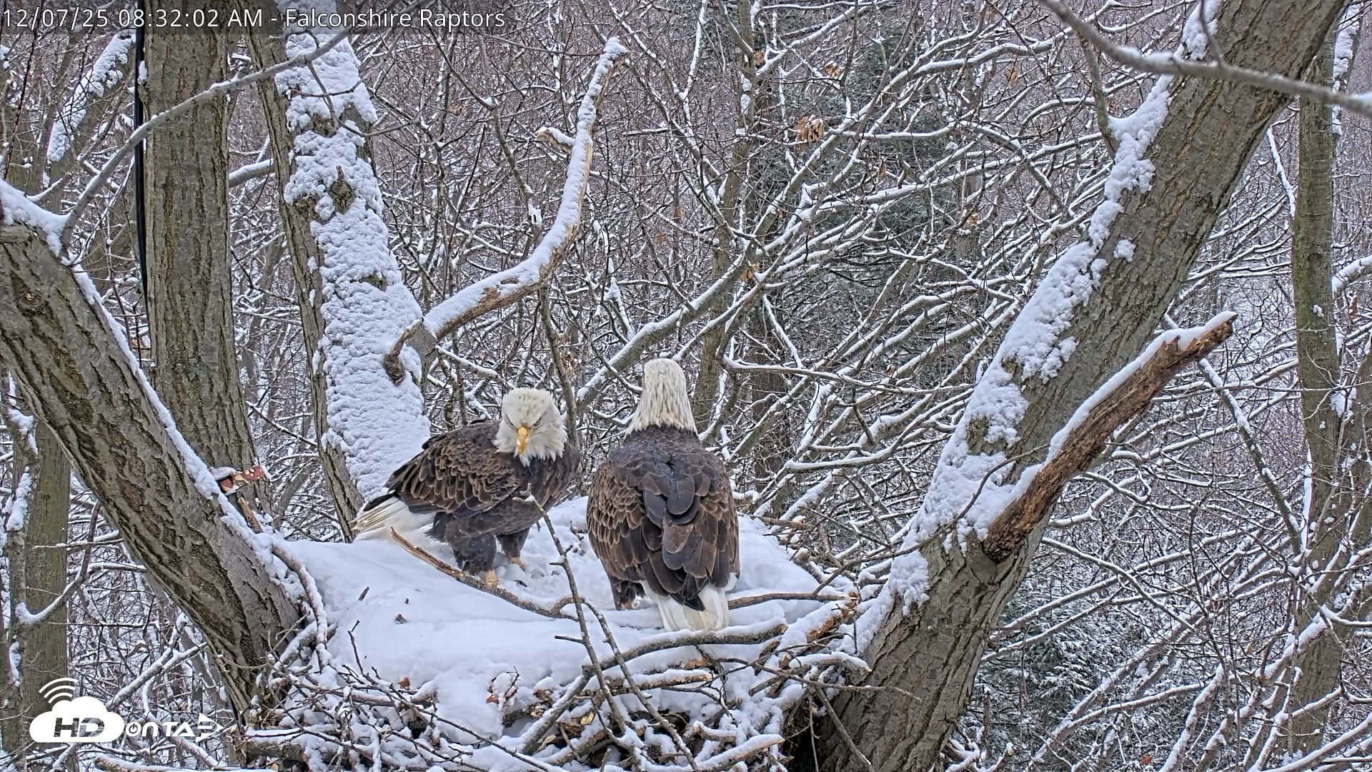 Snapshot of West Michigan Eagles Nest Live Cam taken Dec 7, 2025, 8:32am EST