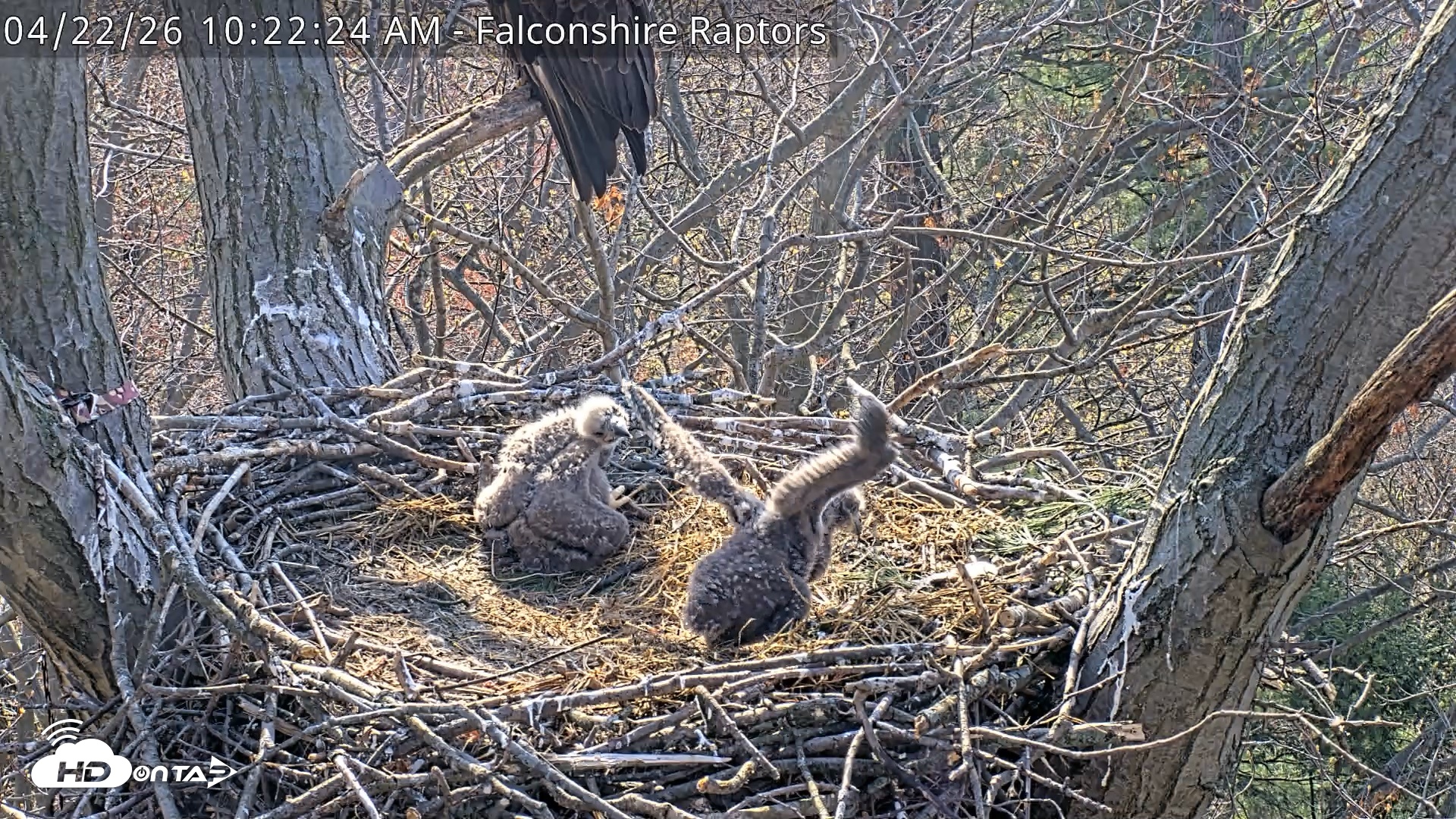 Snapshot of West Michigan Eagles Nest Live Cam taken Apr 22, 2026, 10:23am EDT