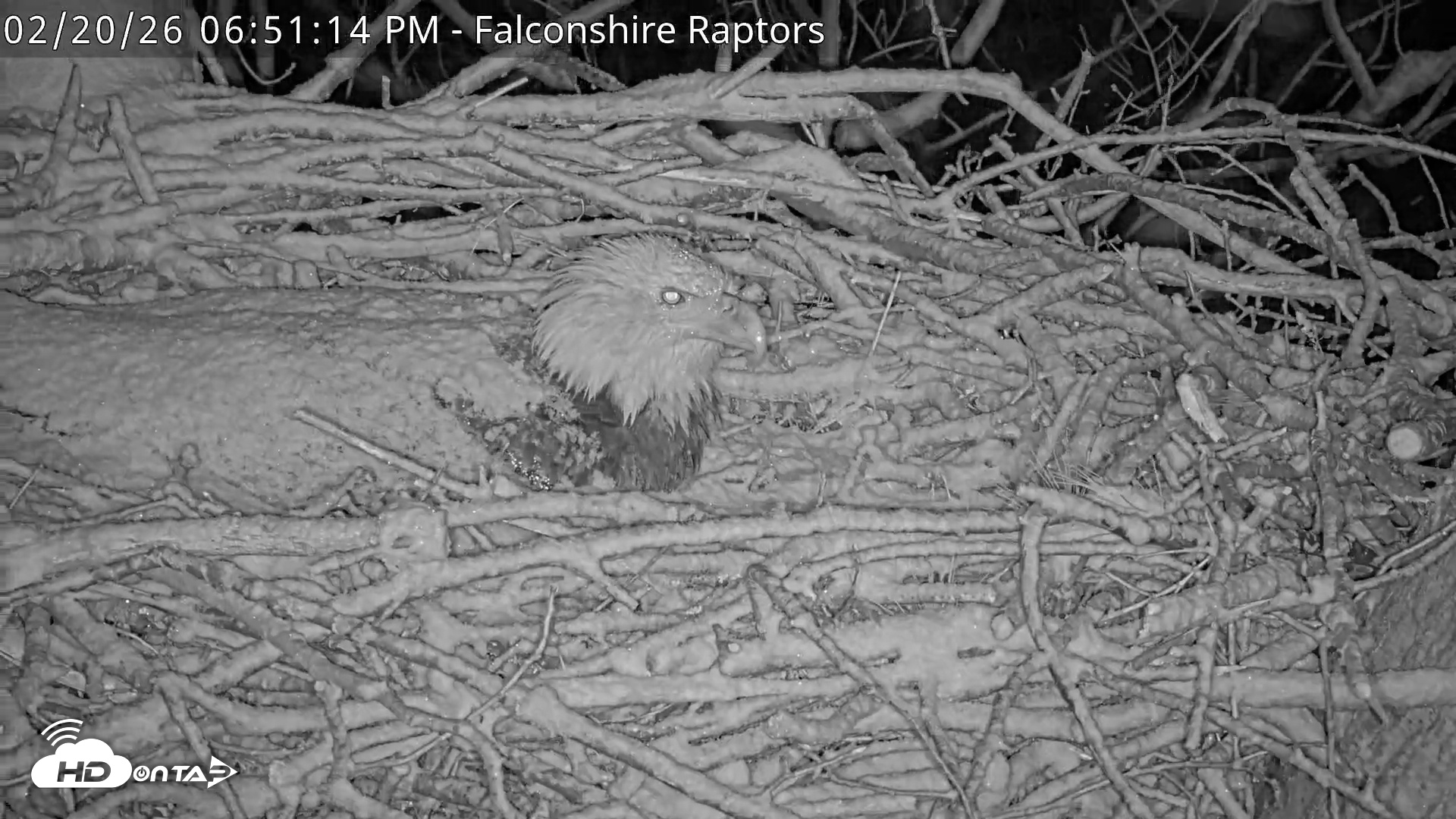 Snapshot of West Michigan Eagles Nest Live Cam taken Feb 20, 2026, 6:51pm EST