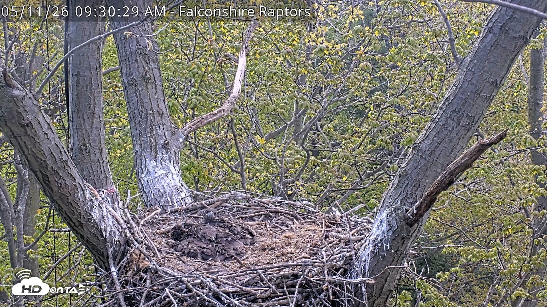 Snapshot of West Michigan Eagles Nest Live Cam taken May 11, 2026, 9:32am EDT