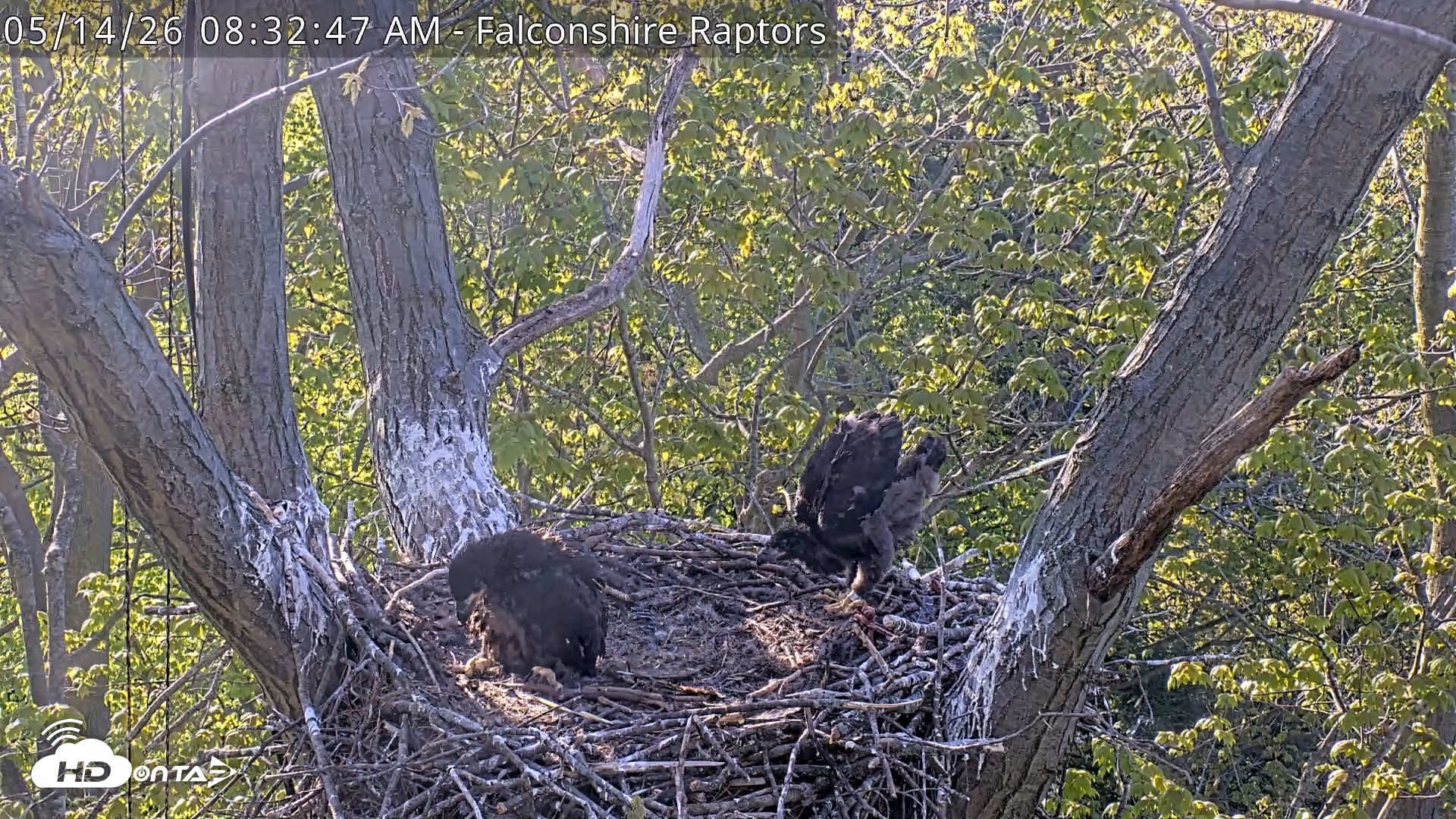 Snapshot of West Michigan Eagles Nest Live Cam taken May 14, 2026, 8:34am EDT