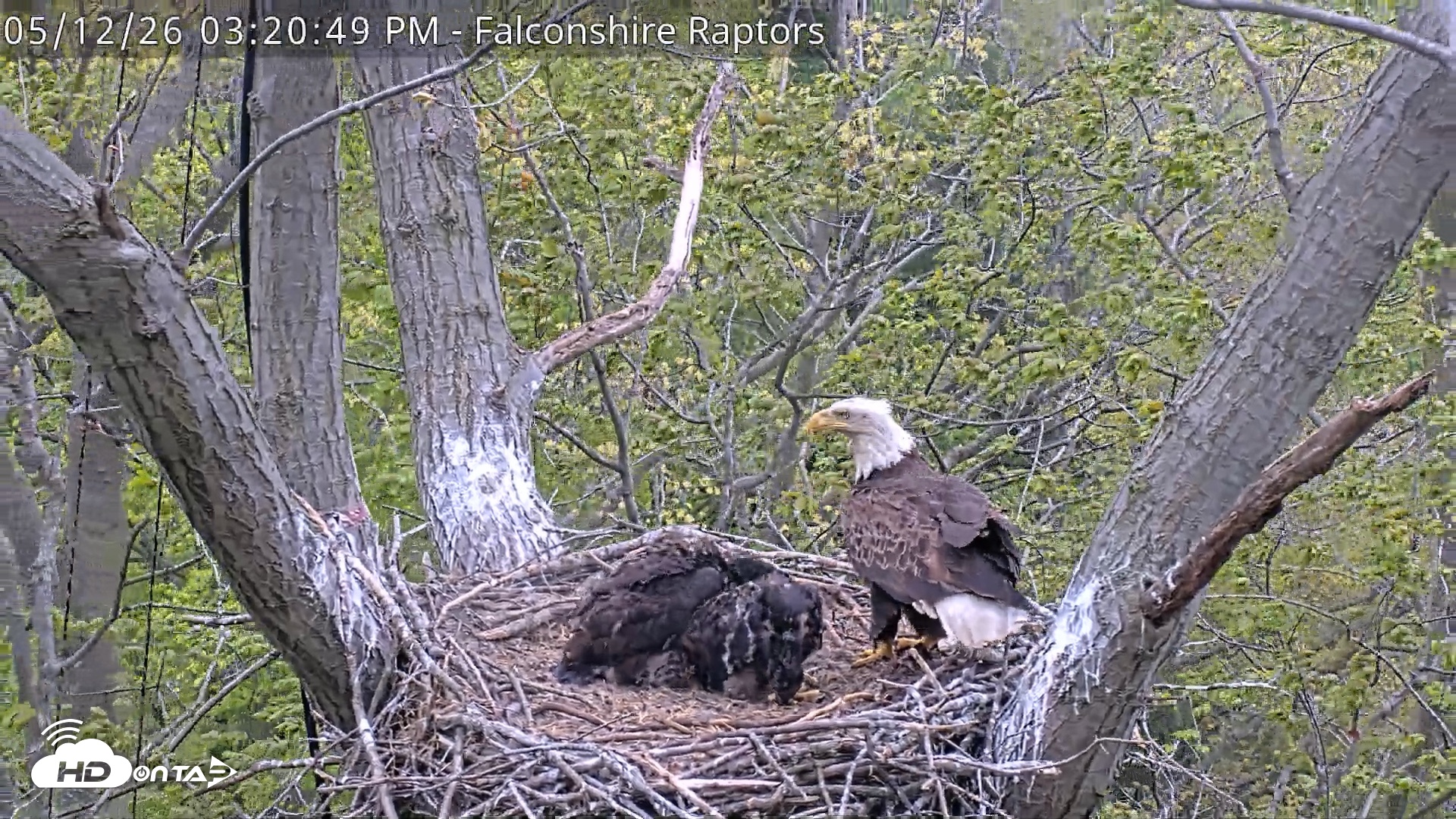 Snapshot of West Michigan Eagles Nest Live Cam taken May 12, 2026, 3:21pm EDT