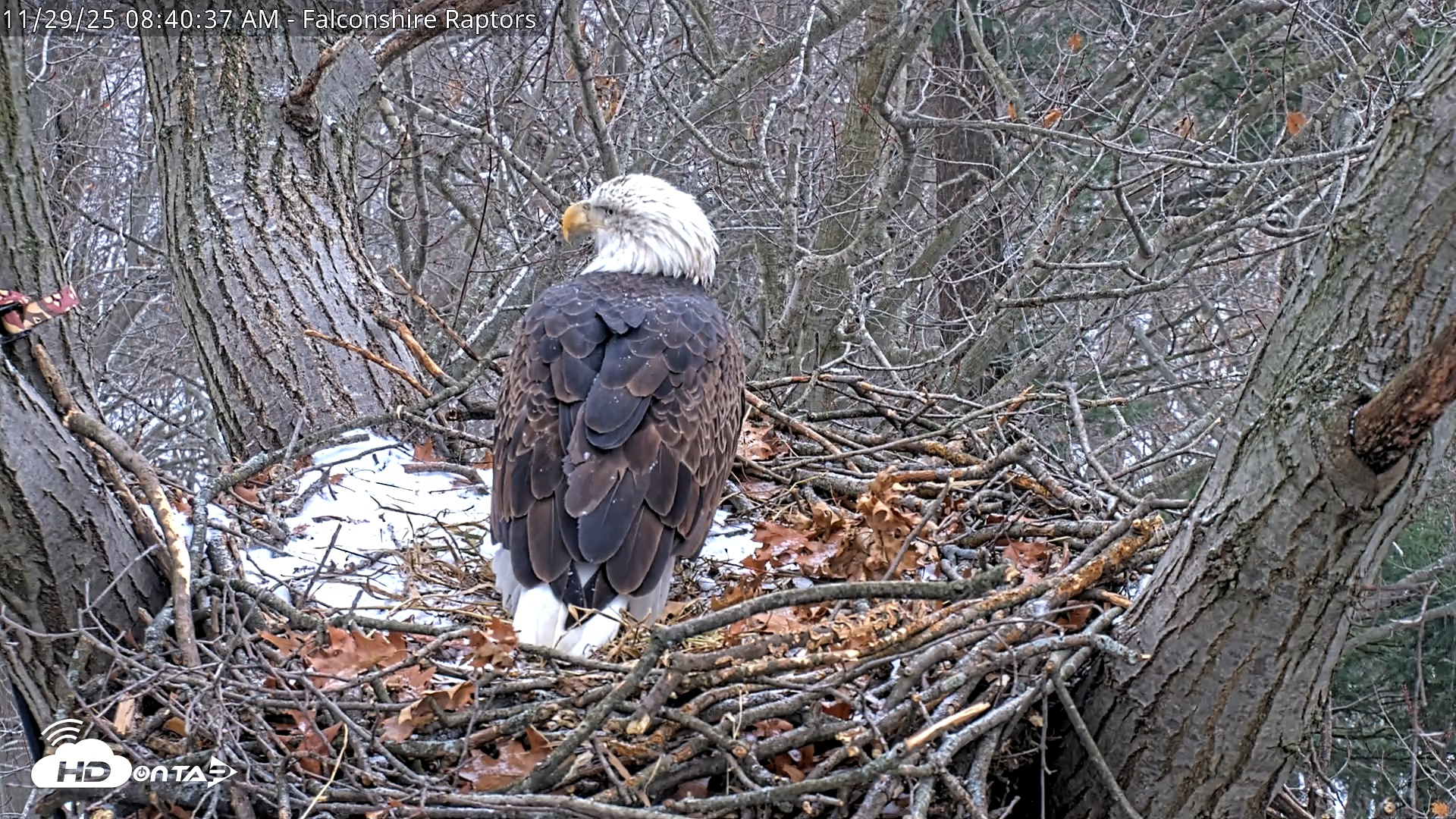 Snapshot of West Michigan Eagles Nest Live Cam taken Nov 29, 2025, 8:32am EST