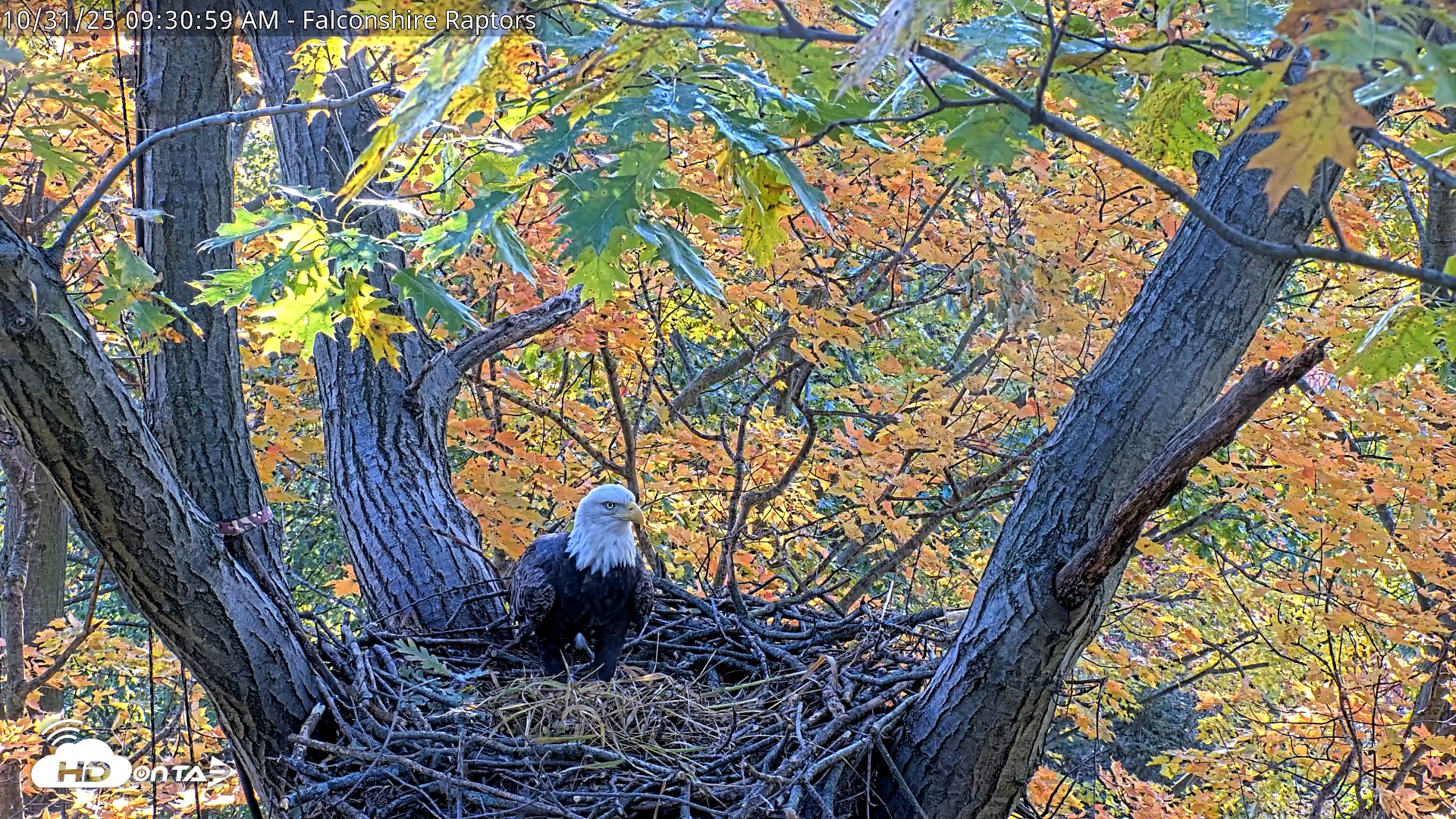 Snapshot of West Michigan Eagles Nest Live Cam taken Oct 31, 2025, 9:23am EDT