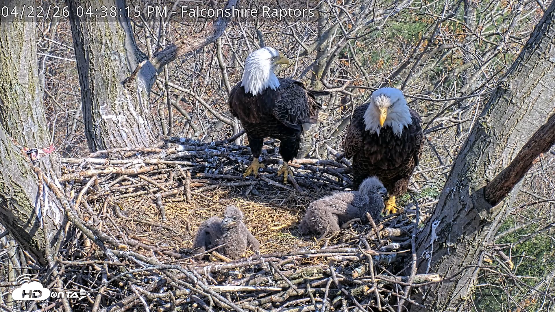 Snapshot of West Michigan Eagles Nest Live Cam taken Apr 22, 2026, 4:39pm EDT