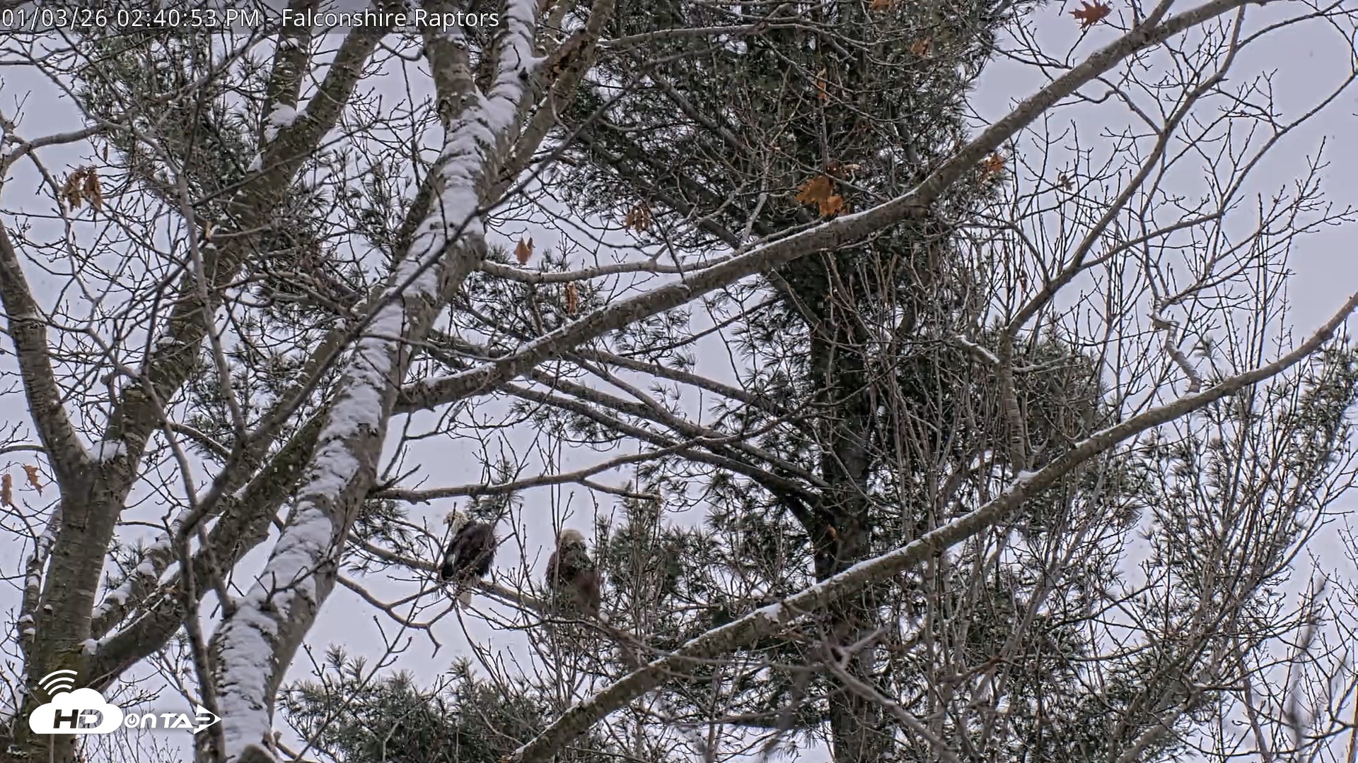 Snapshot of West Michigan Eagles Nest Live Cam taken Jan 3, 2026, 2:41pm EST