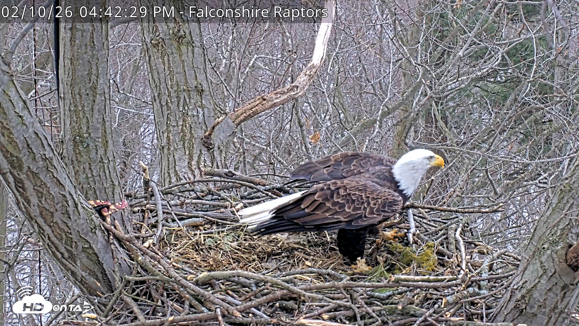 Snapshot of West Michigan Eagles Nest Live Cam taken Feb 10, 2026, 4:43pm EST