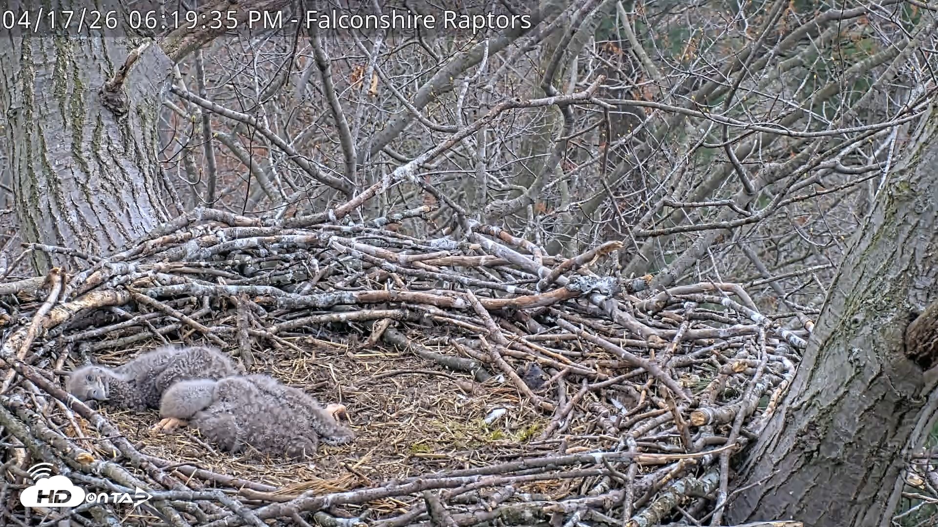 Snapshot of West Michigan Eagles Nest Live Cam taken Apr 17, 2026, 6:24pm EDT
