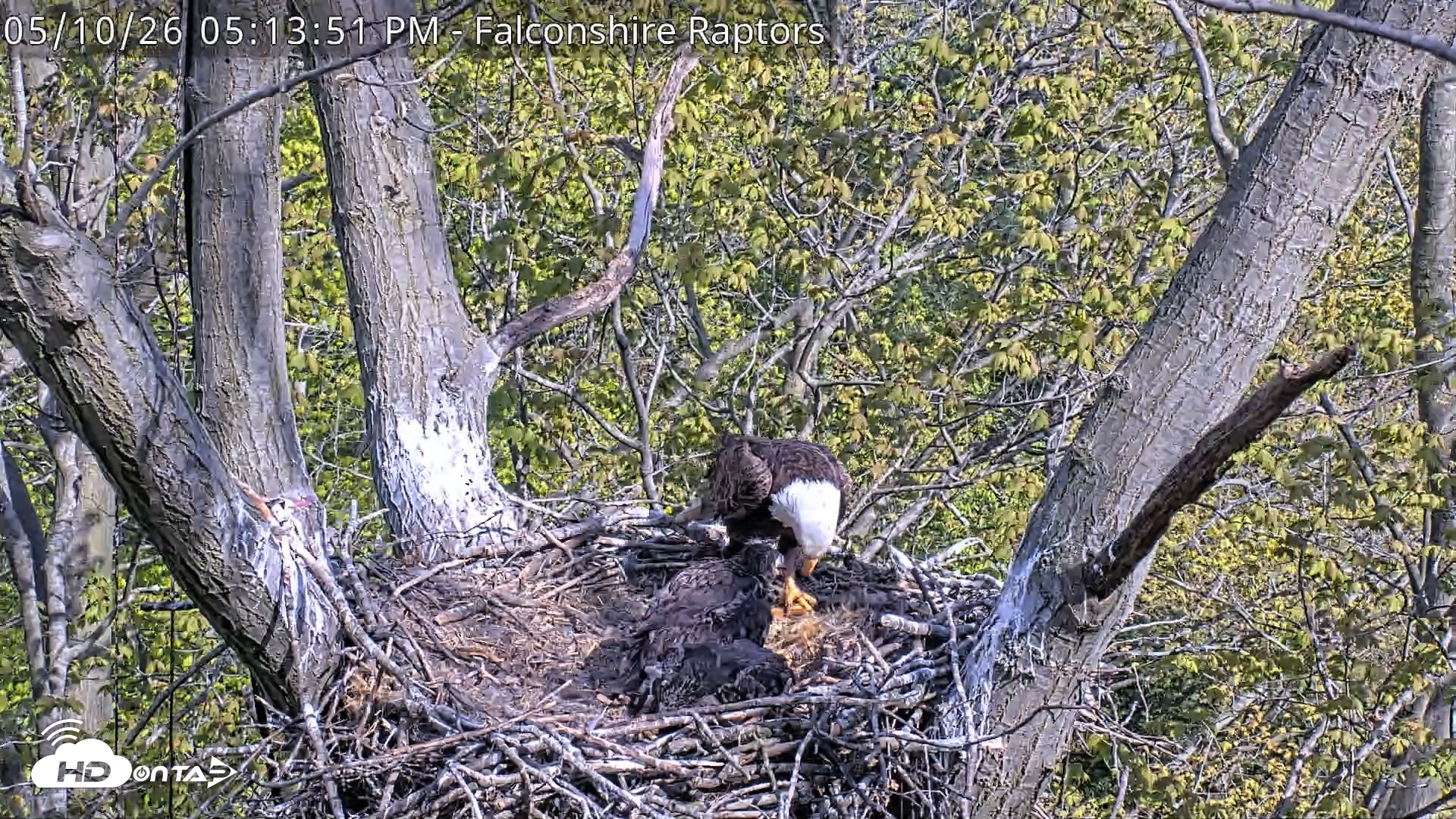 Snapshot of West Michigan Eagles Nest Live Cam taken May 10, 2026, 5:14pm EDT