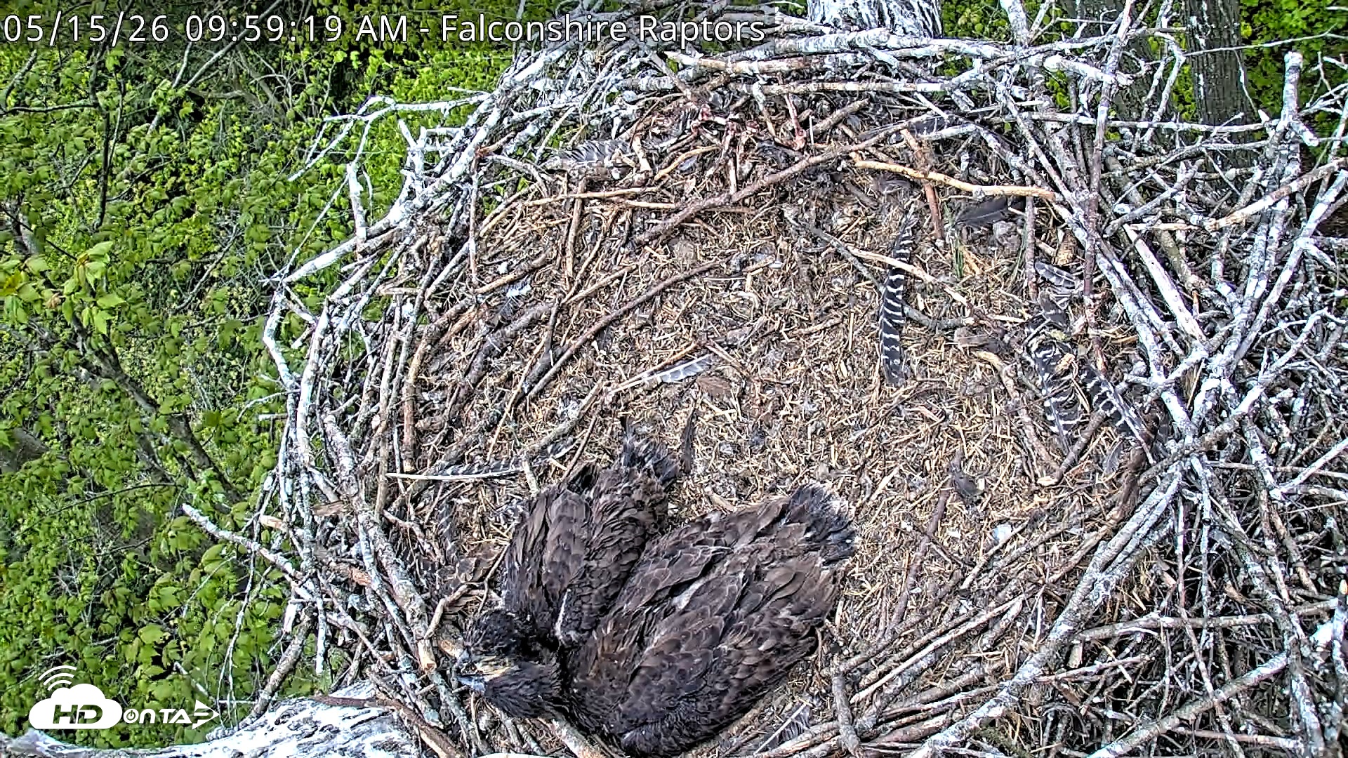 Snapshot of West Michigan Eagles Nest Live Cam taken May 15, 2026, 10:01am EDT