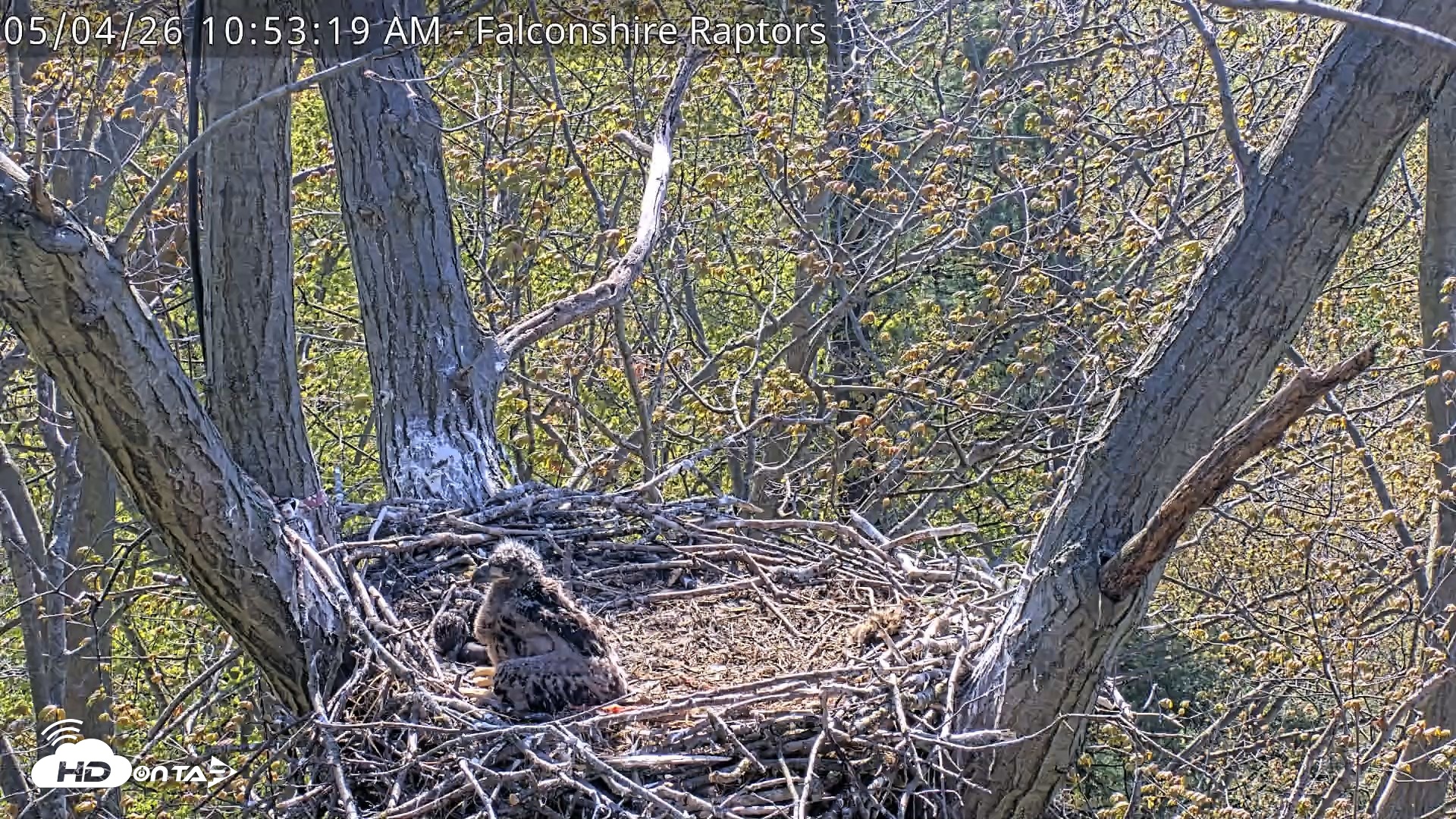 Snapshot of West Michigan Eagles Nest Live Cam taken May 4, 2026, 10:54am EDT