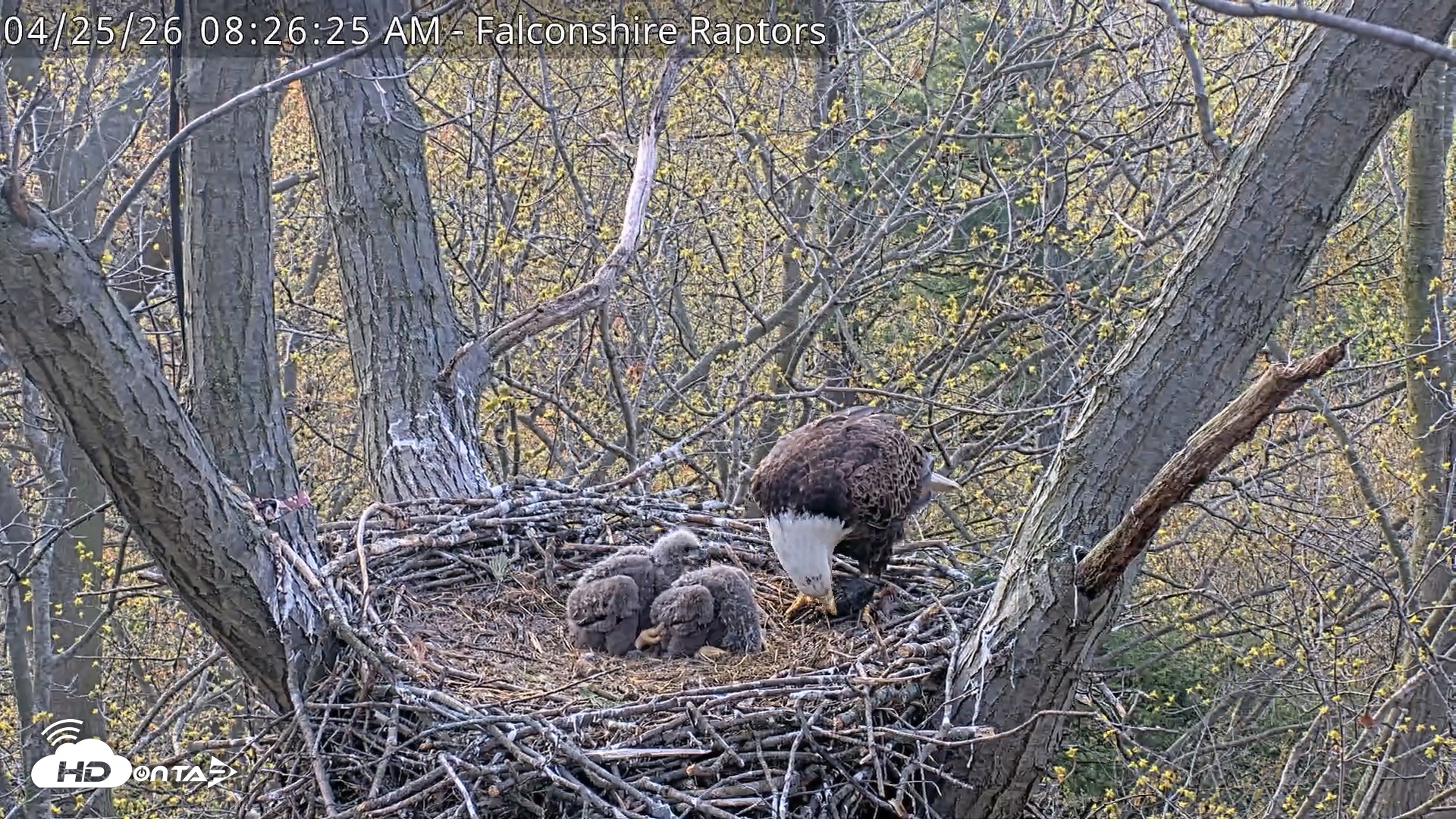 Snapshot of West Michigan Eagles Nest Live Cam taken Apr 25, 2026, 8:27am EDT