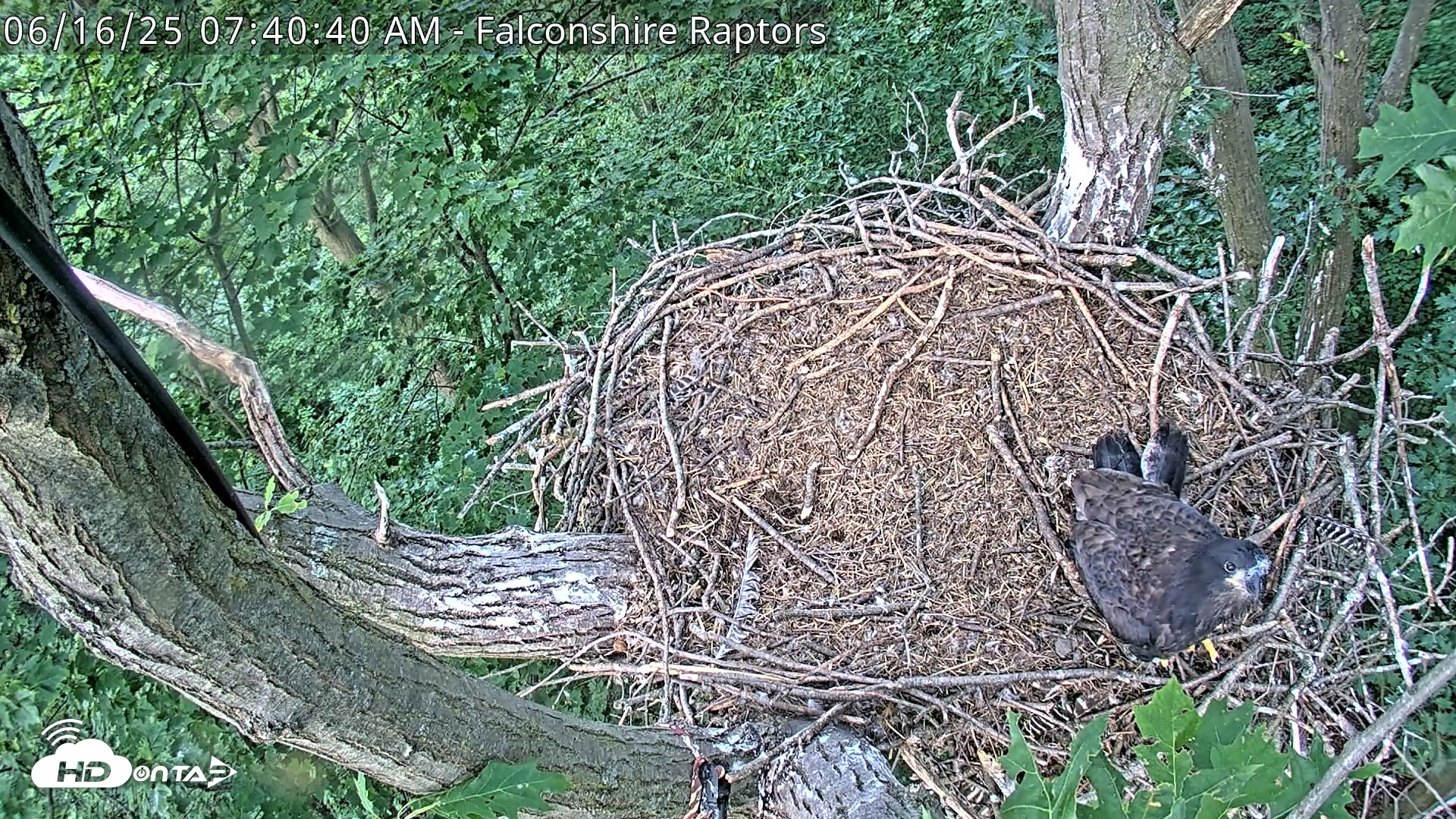 Snapshot of West Michigan Eagles Nest Live Cam taken Jun 16, 2025, 7:41am EDT