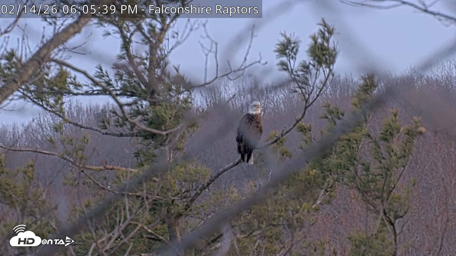 Snapshot of West Michigan Eagles Nest Live Cam taken Feb 14, 2026, 6:06pm EST