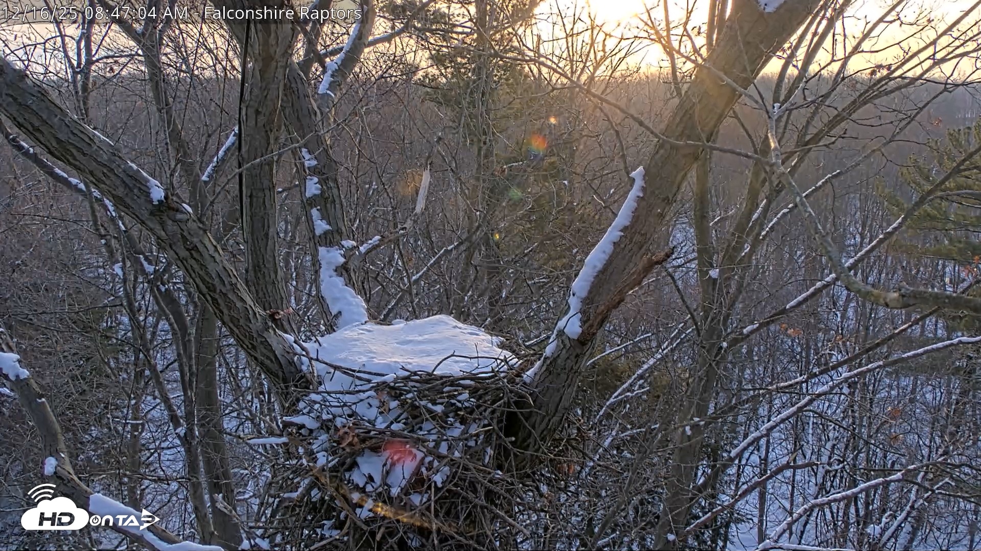 Snapshot of West Michigan Eagles Nest Live Cam taken Dec 16, 2025, 8:47am EST