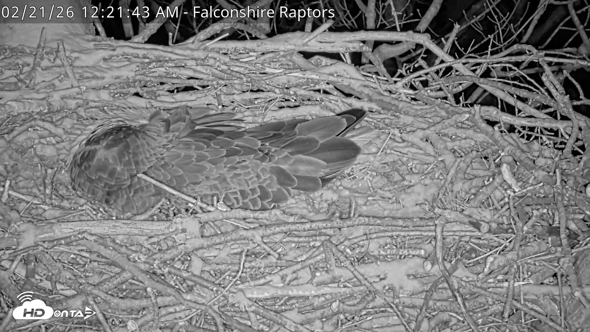 Snapshot of West Michigan Eagles Nest Live Cam taken Feb 21, 2026, 12:22am EST