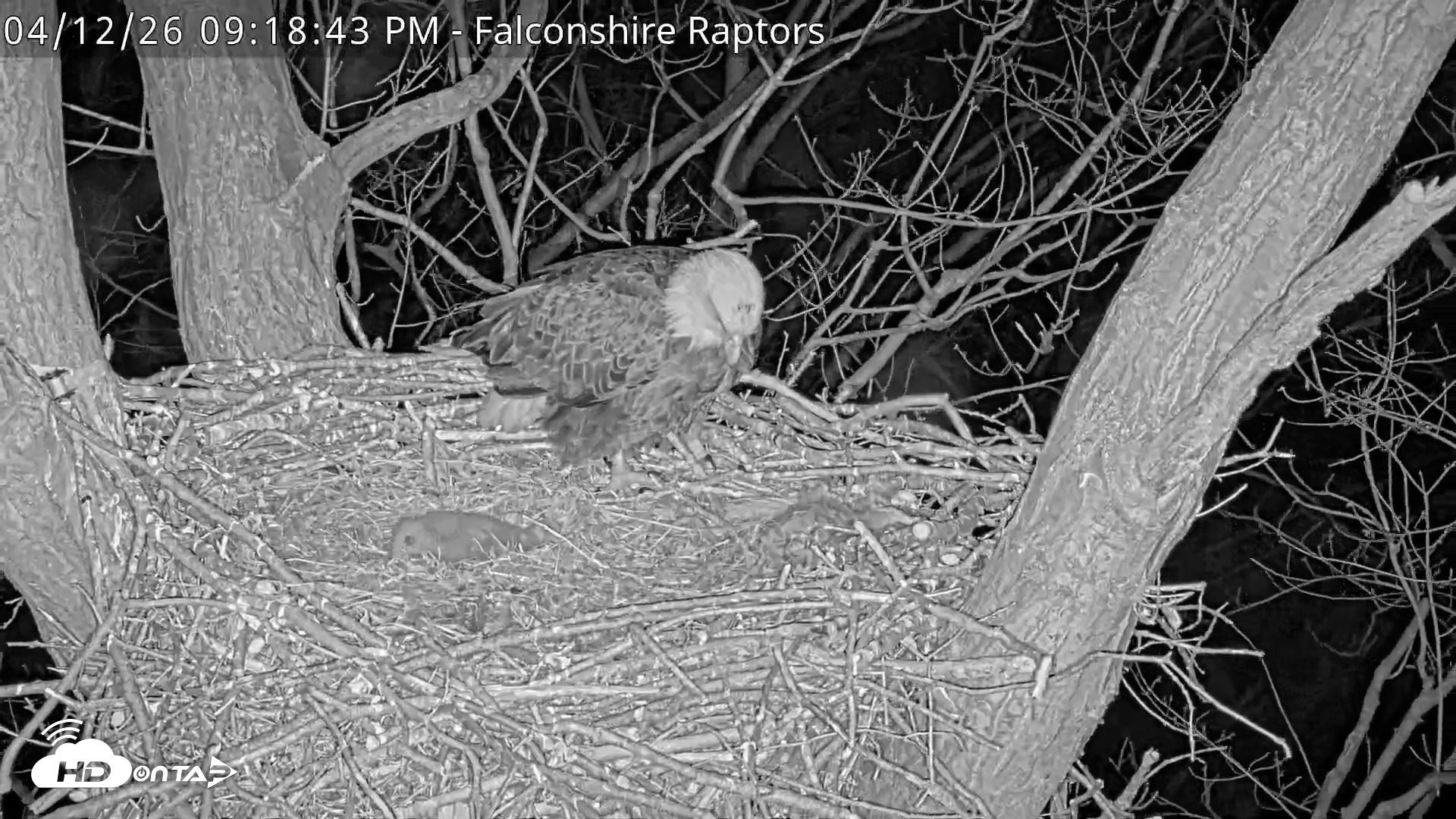 Snapshot of West Michigan Eagles Nest Live Cam taken Apr 12, 2026, 9:20pm EDT