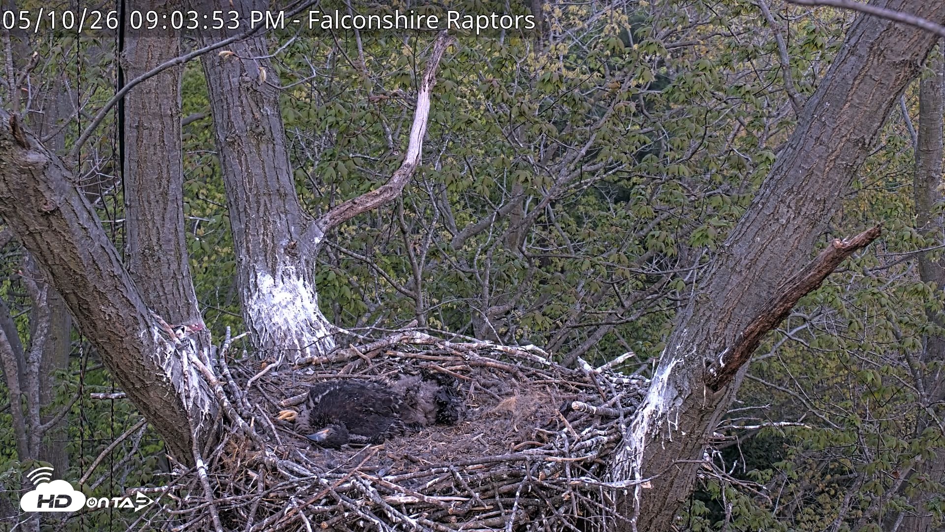 Snapshot of West Michigan Eagles Nest Live Cam taken May 10, 2026, 9:04pm EDT