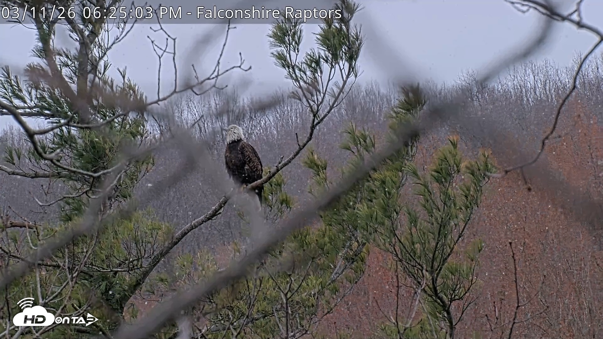 Snapshot of West Michigan Eagles Nest Live Cam taken Mar 11, 2026, 6:26pm EDT