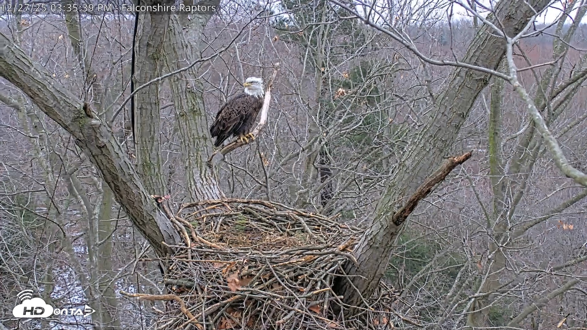 Snapshot of West Michigan Eagles Nest Live Cam taken Dec 27, 2025, 3:36pm EST