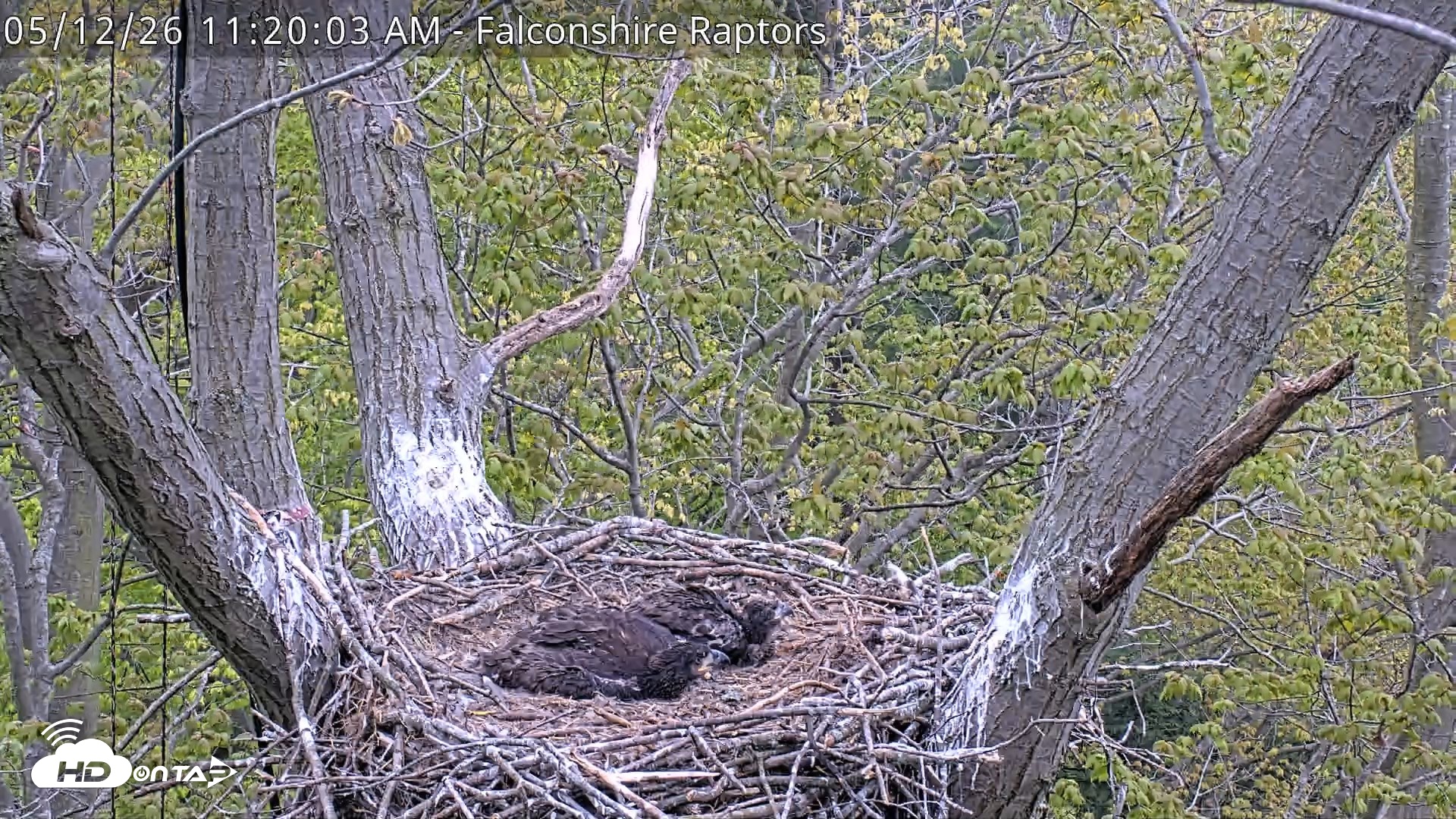 Snapshot of West Michigan Eagles Nest Live Cam taken May 12, 2026, 11:21am EDT