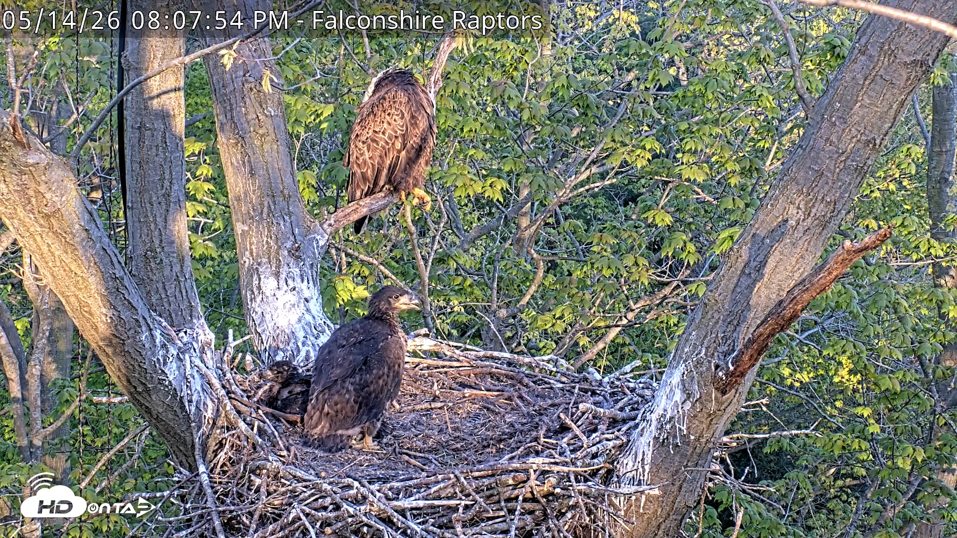 Snapshot of West Michigan Eagles Nest Live Cam taken May 14, 2026, 8:09pm EDT