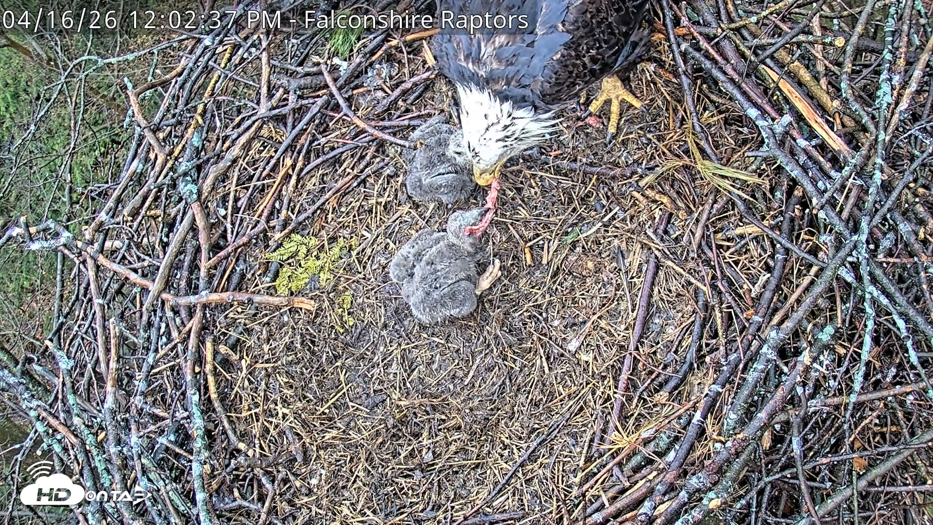 Snapshot of West Michigan Eagles Nest Live Cam taken Apr 16, 2026, 12:05pm EDT