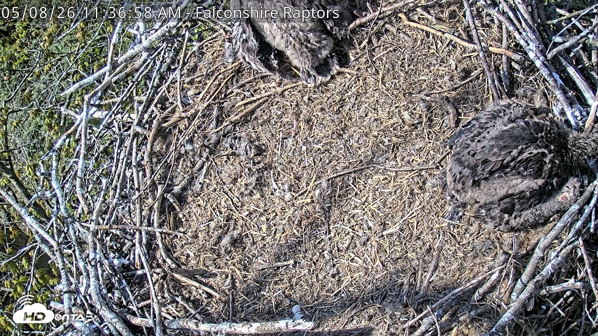 Snapshot of West Michigan Eagles Nest Live Cam taken May 8, 2026, 11:39am EDT
