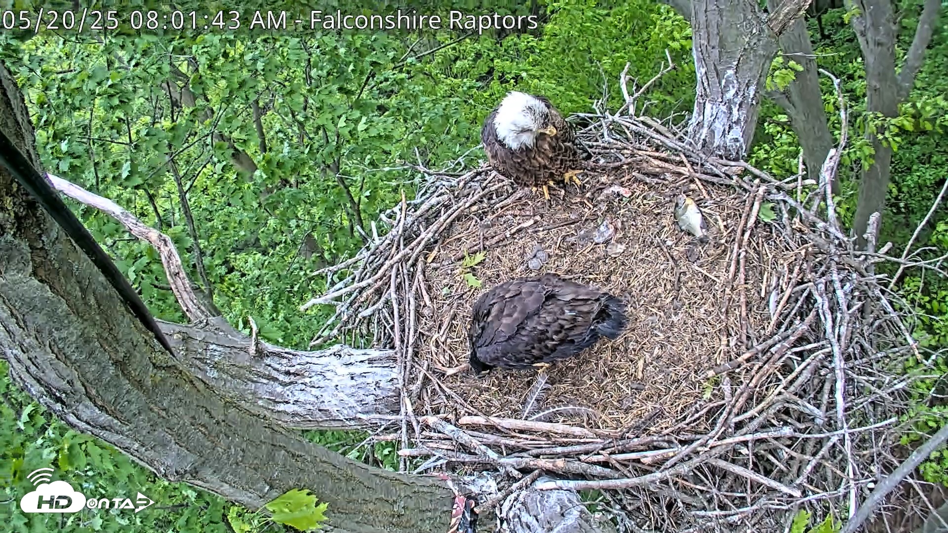 Snapshot of West Michigan Eagles Nest Live Cam taken May 20, 2025, 8:02am EDT