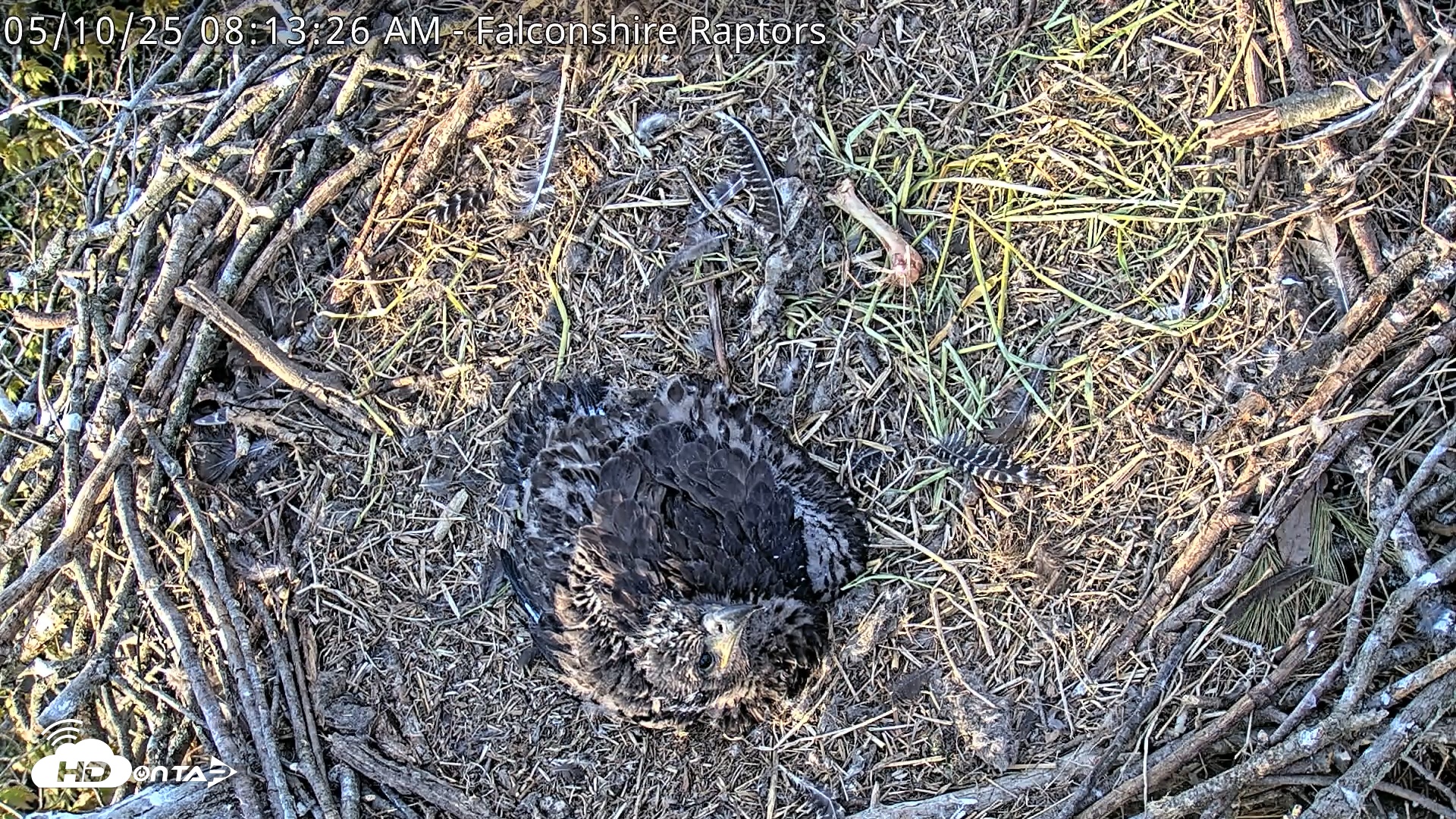 Snapshot of West Michigan Eagles Nest Live Cam taken May 10, 2025, 8:14am EDT