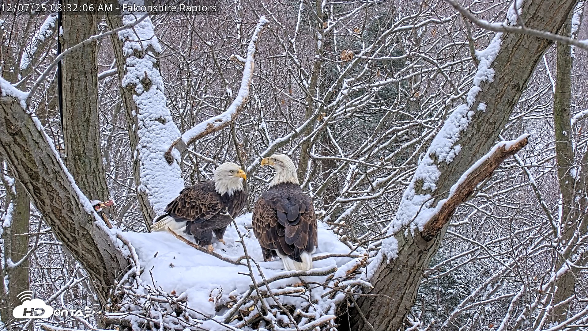 Snapshot of West Michigan Eagles Nest Live Cam taken Dec 7, 2025, 8:32am EST