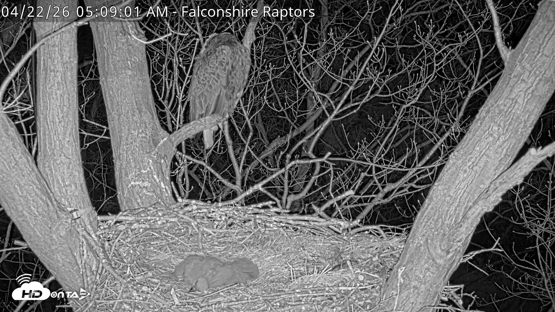 Snapshot of West Michigan Eagles Nest Live Cam taken Apr 22, 2026, 5:10am EDT
