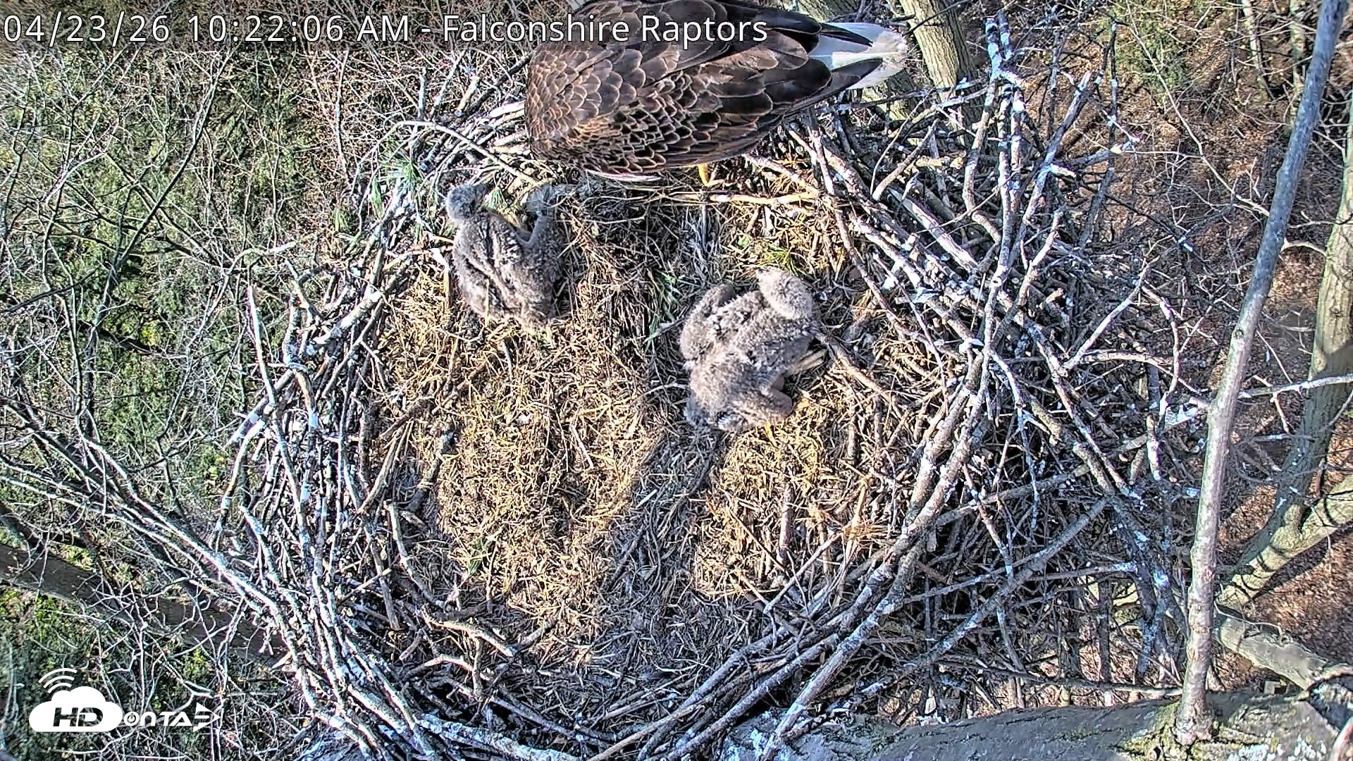 Snapshot of West Michigan Eagles Nest Live Cam taken Apr 23, 2026, 10:24am EDT