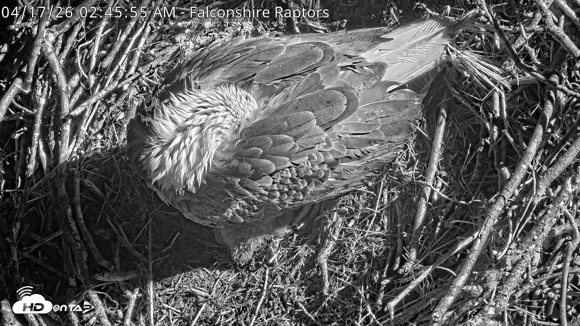 Snapshot of West Michigan Eagles Nest Live Cam taken Apr 17, 2026, 2:48am EDT
