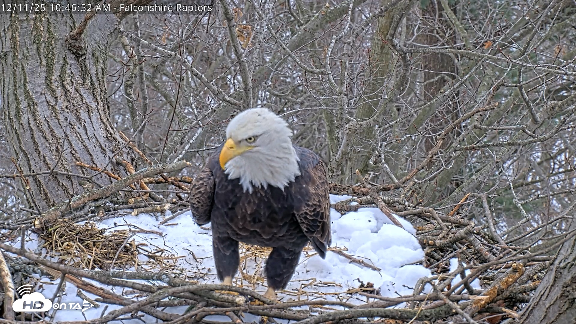 Snapshot of West Michigan Eagles Nest Live Cam taken Dec 11, 2025, 10:47am EST