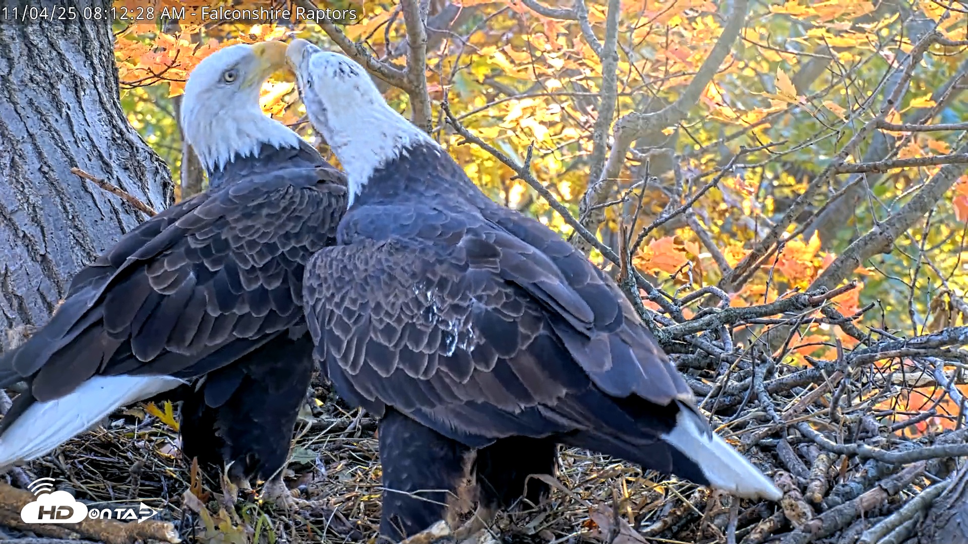 Snapshot of West Michigan Eagles Nest Live Cam taken Nov 4, 2025, 8:05am EST