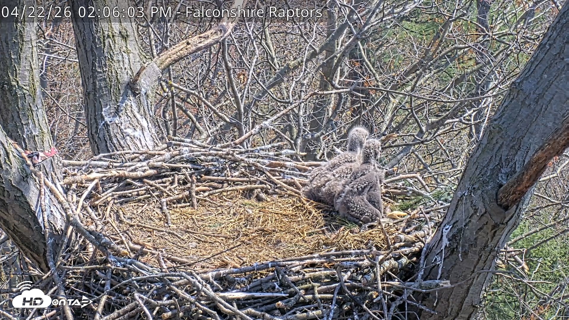 Snapshot of West Michigan Eagles Nest Live Cam taken Apr 22, 2026, 2:10pm EDT